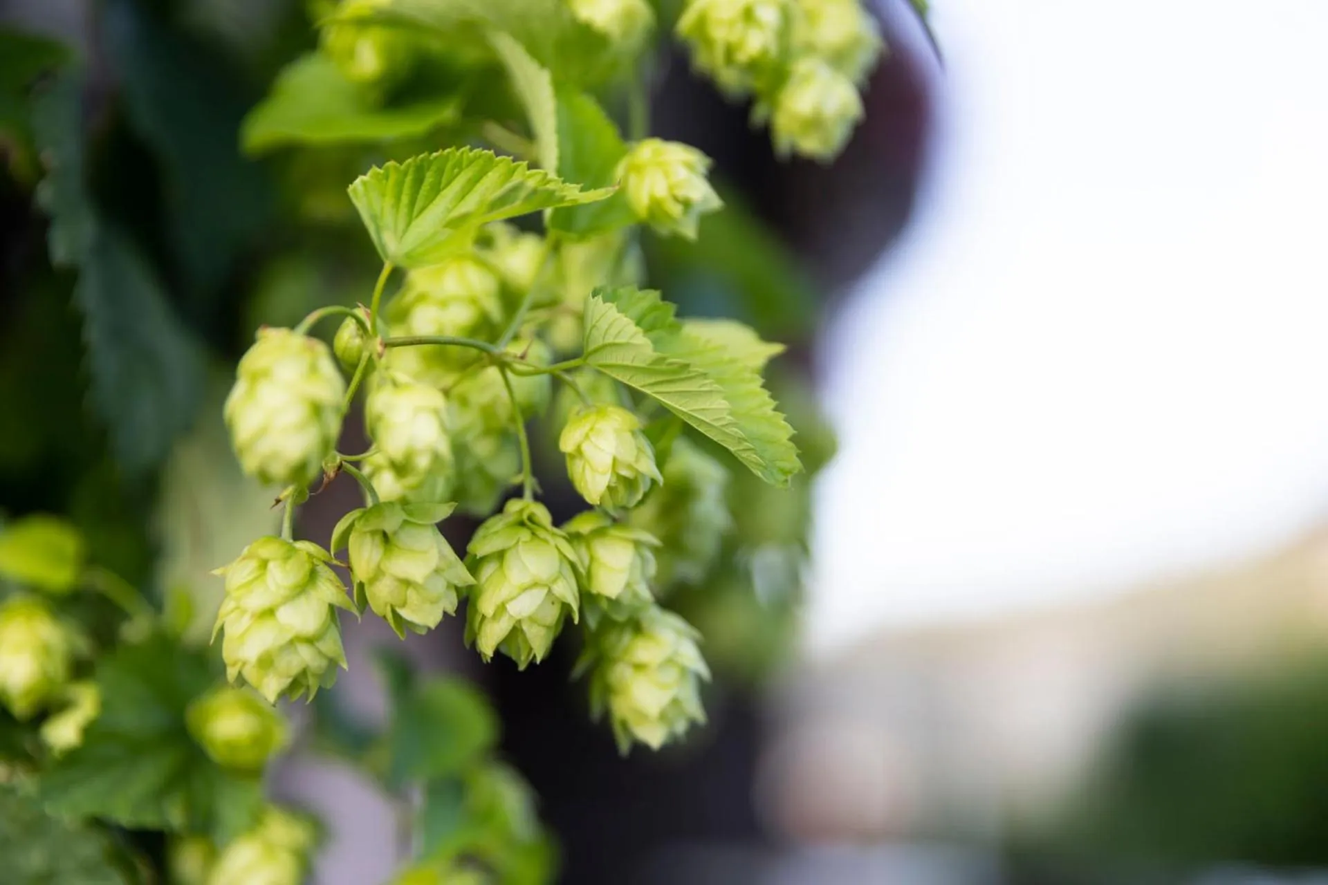 Facade/entrance in Hotel Bergidyll