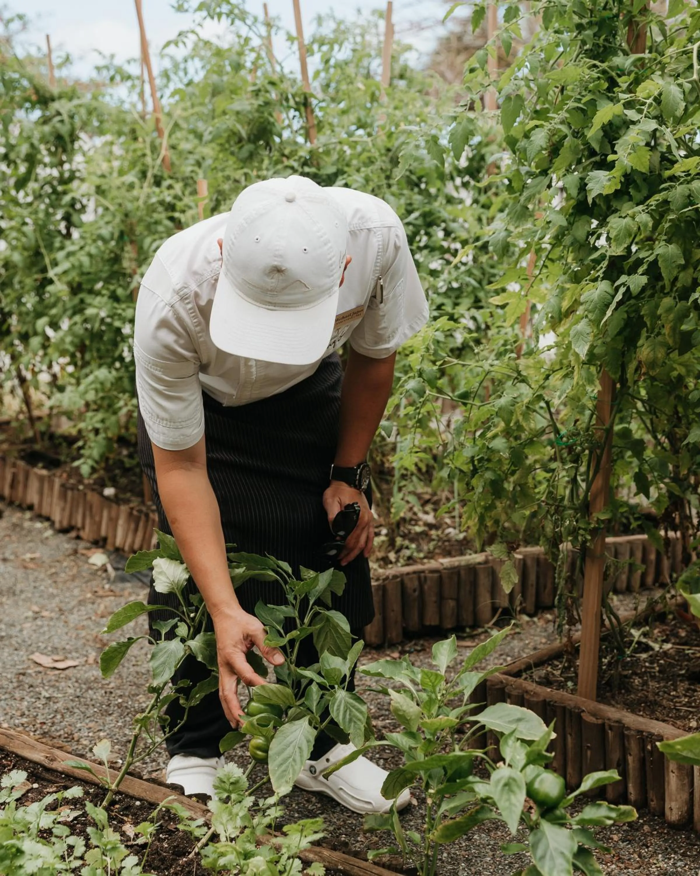 Garden in Long Bay Beach Resort