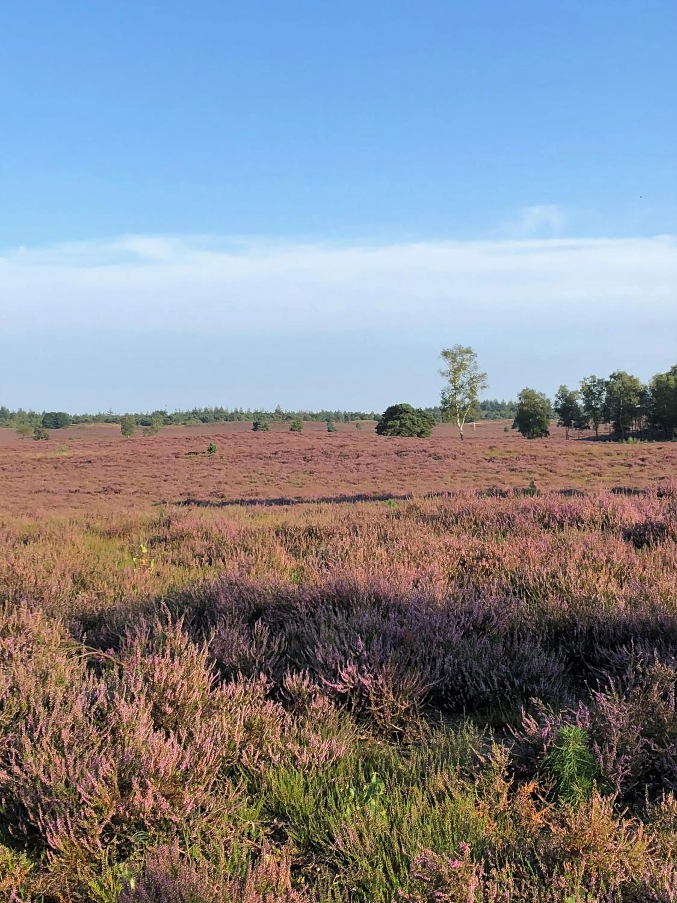 B&B Onderderietenkap