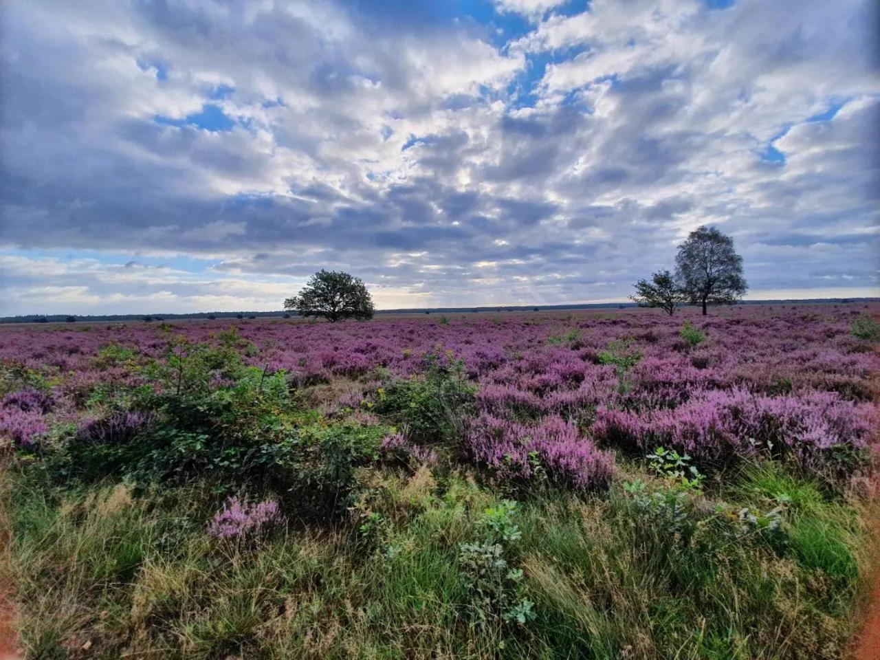 Natural landscape in B&B Speulderveld