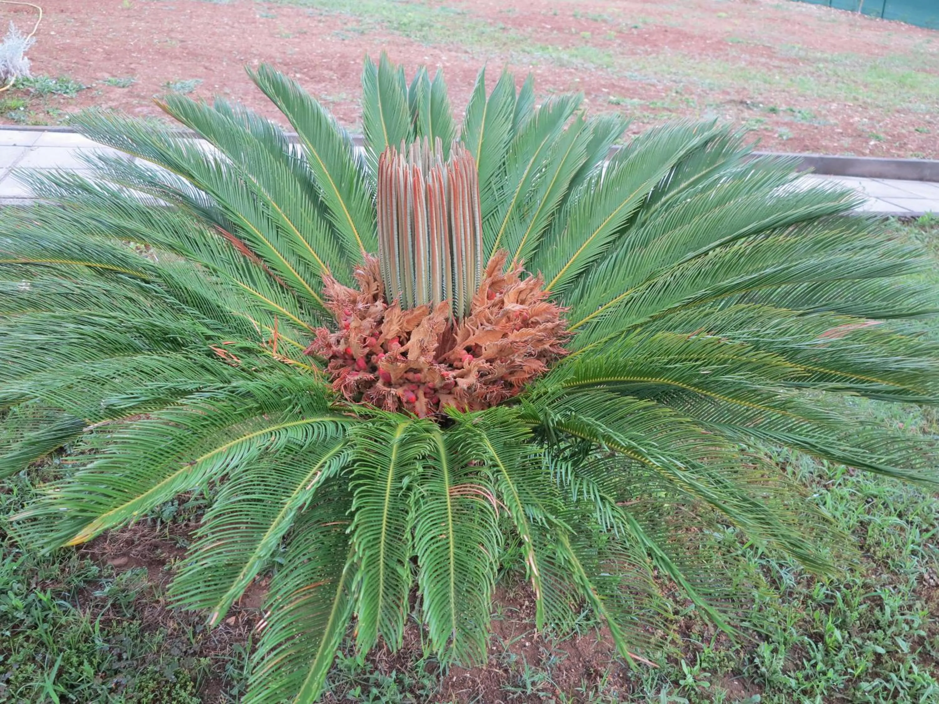 Garden in il Riccio B&B