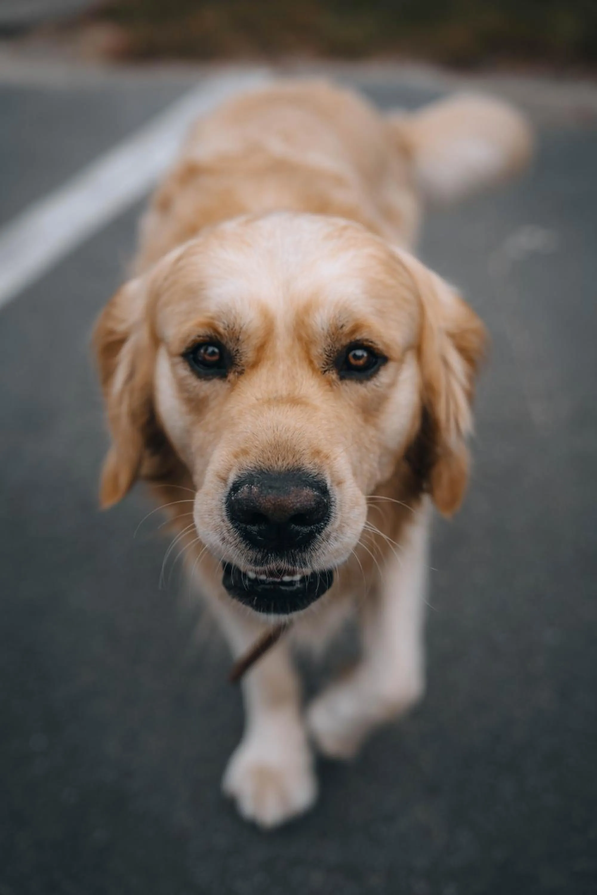 Pets in Boutique Hotel Azur