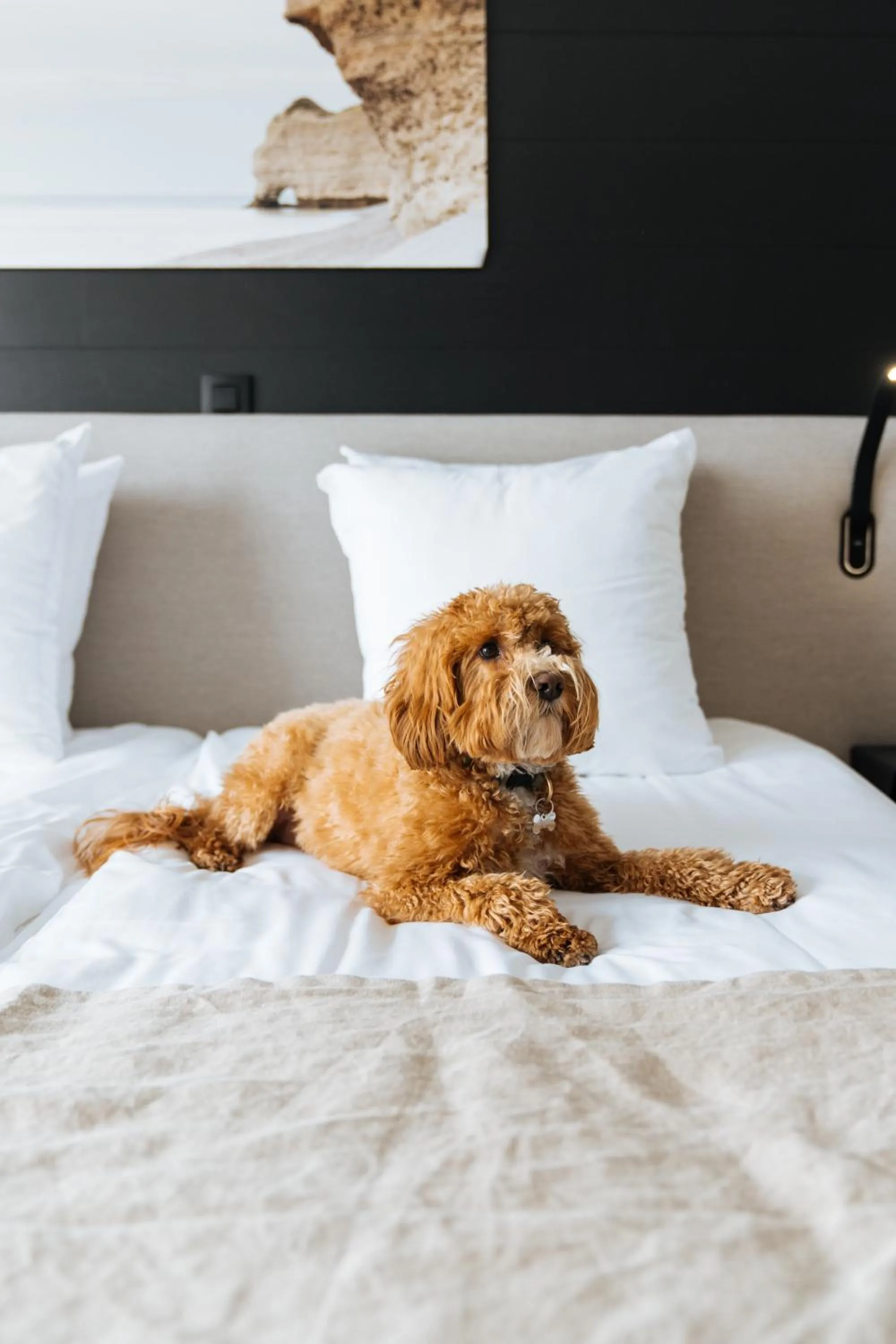 pet friendly, Bed in Boutique Hotel Azur