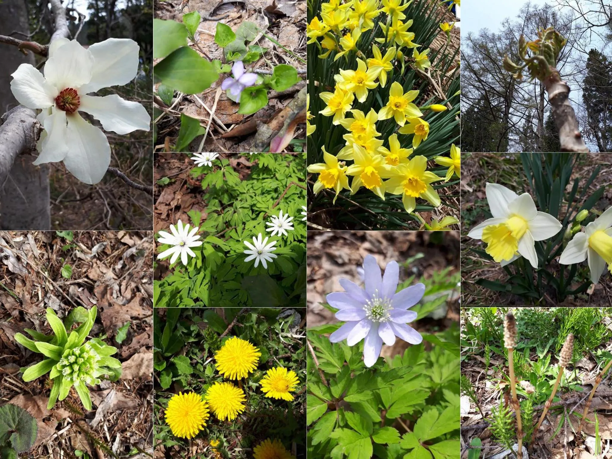 Natural landscape in Pension Kobekko