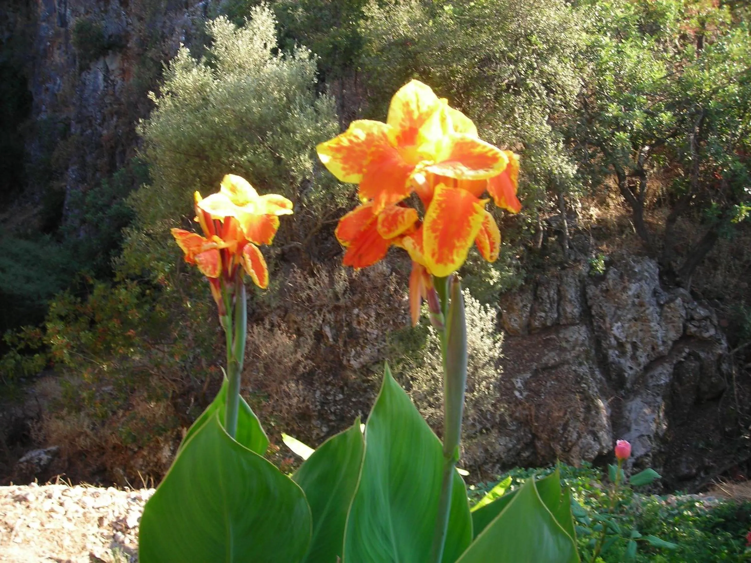 Spring in Patriko Traditional Stone Houses