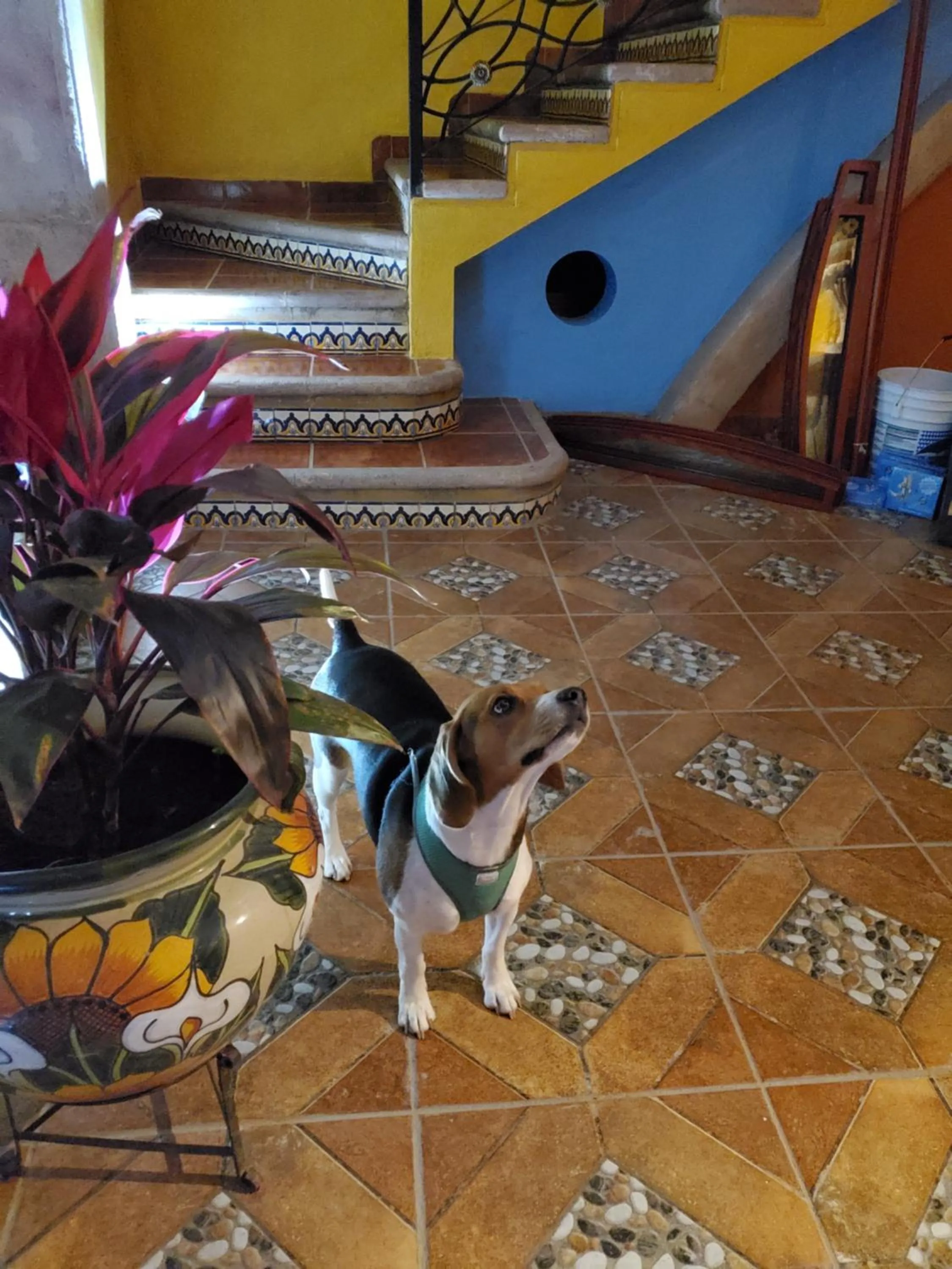 Pets in Hotel Villarreal
