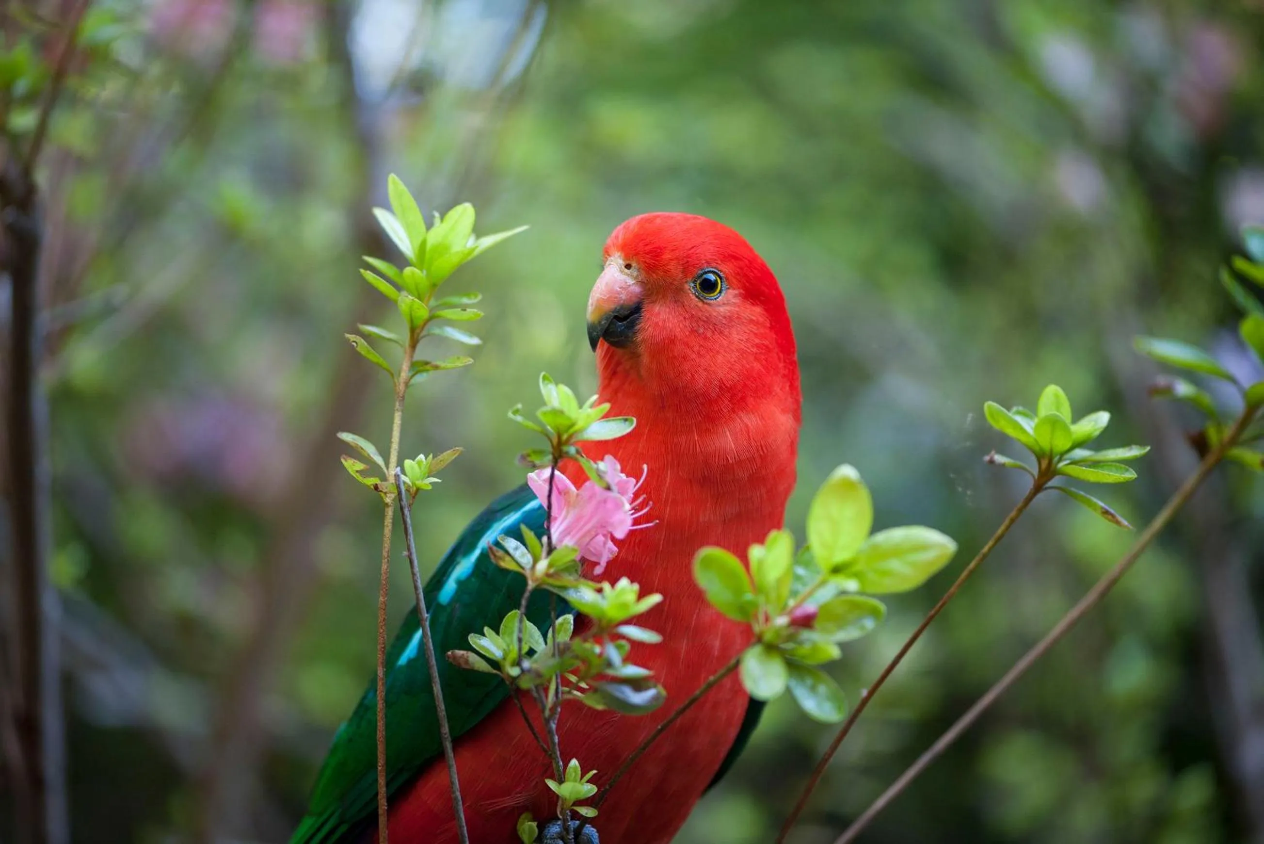 Animals in Linden Gardens Rainforest Retreat