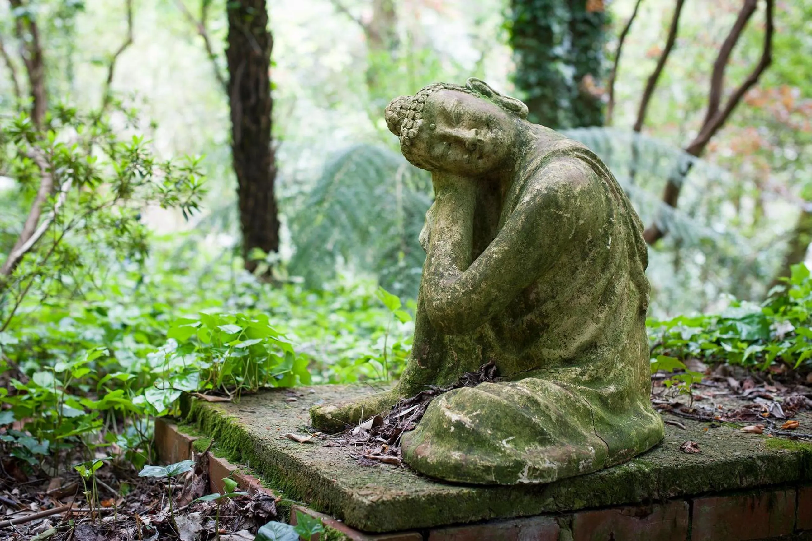 Garden in Linden Gardens Rainforest Retreat