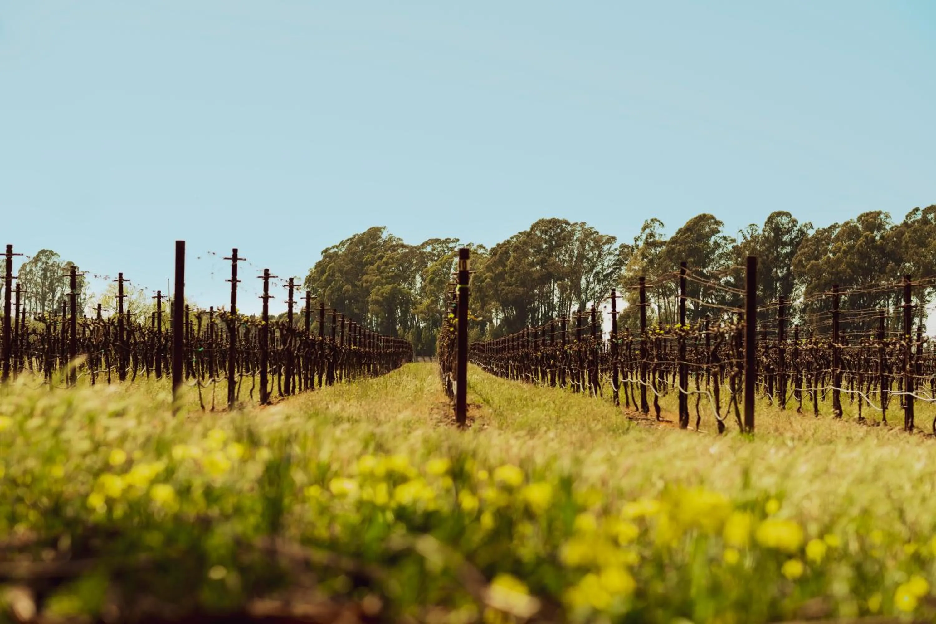 View (from property/room) in Stanly Ranch, Auberge Collection