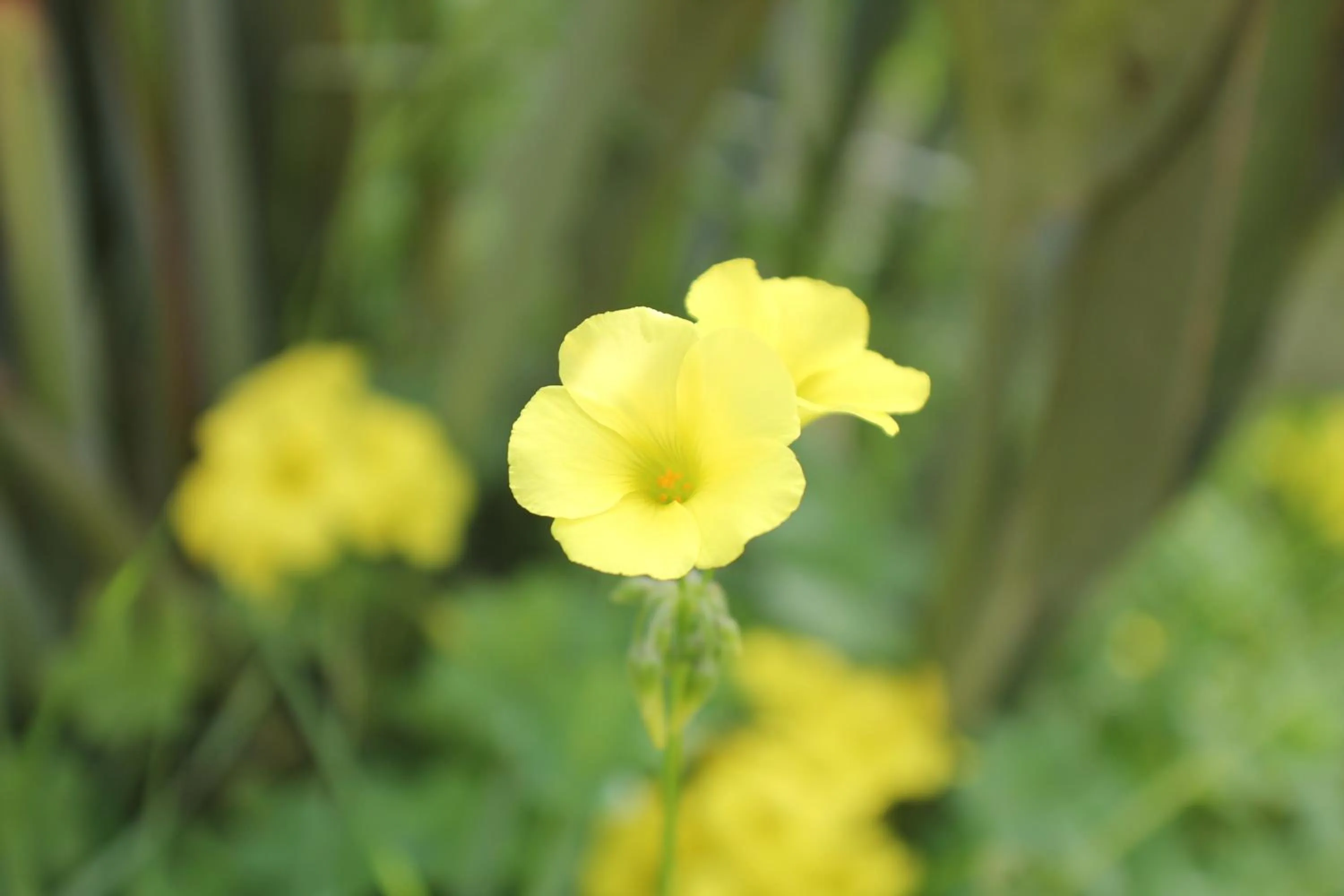 Garden in Villa Margherita Suite & charme