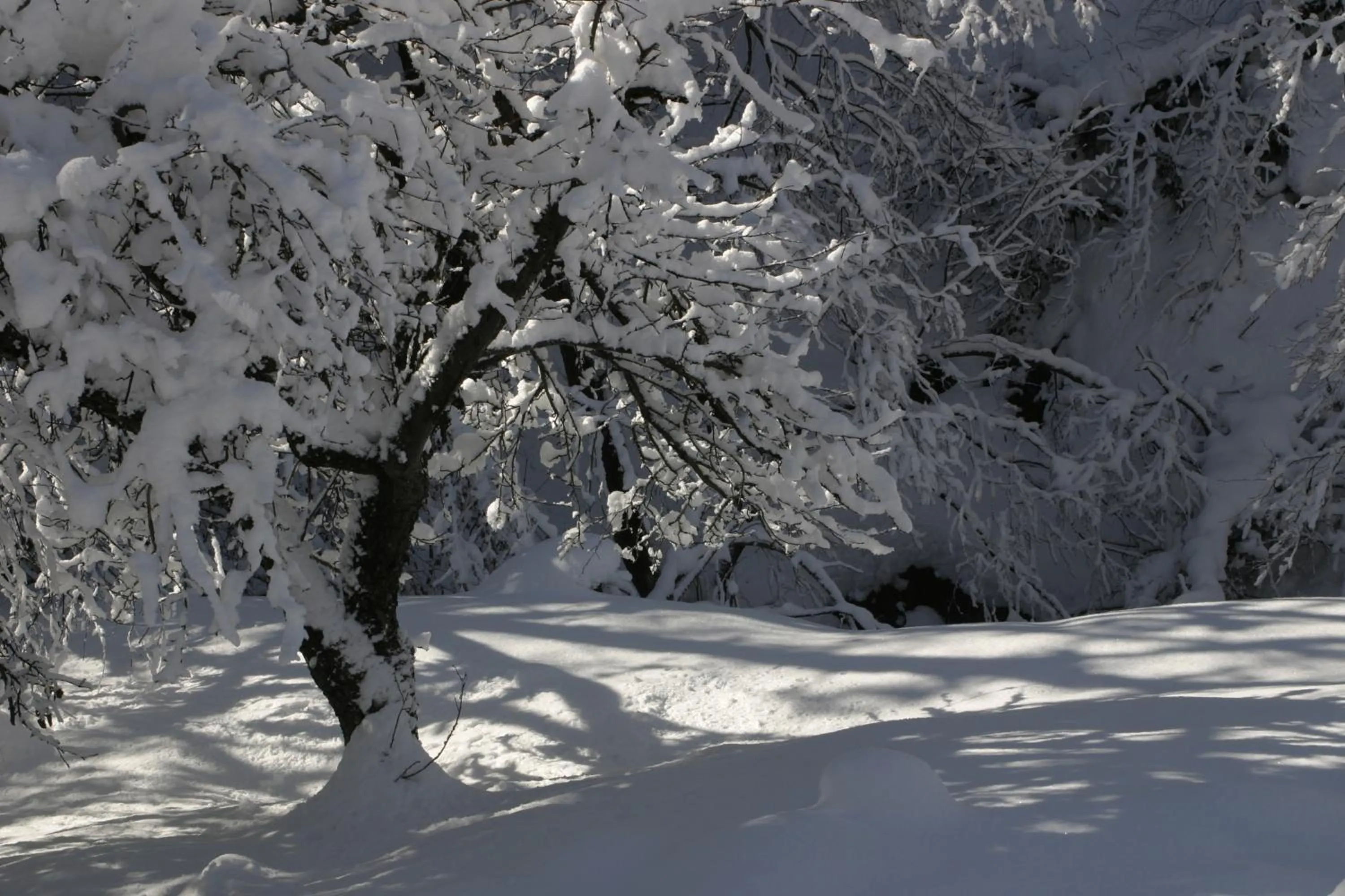 Garden view in Silenzio e Buio