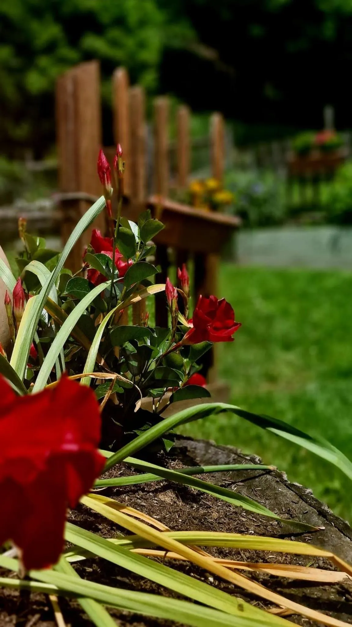 Garden view in Silenzio e Buio
