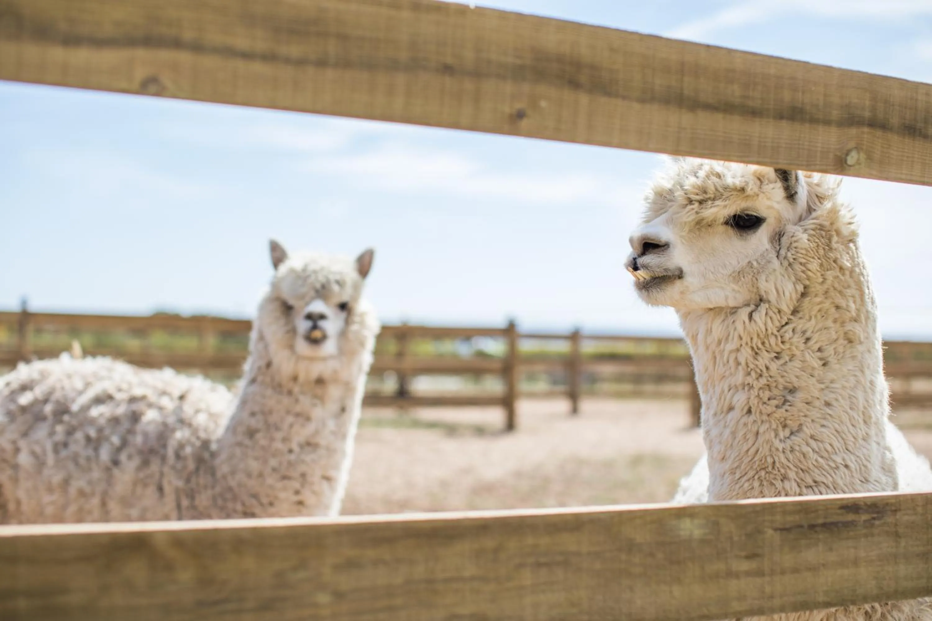 Animals in Monte da Bemposta