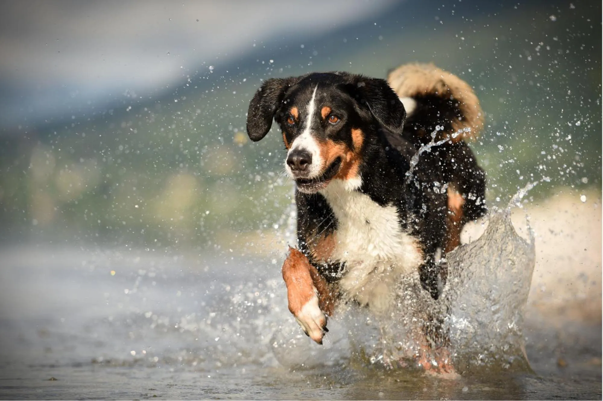 Animals in Narzissendorf Zloam