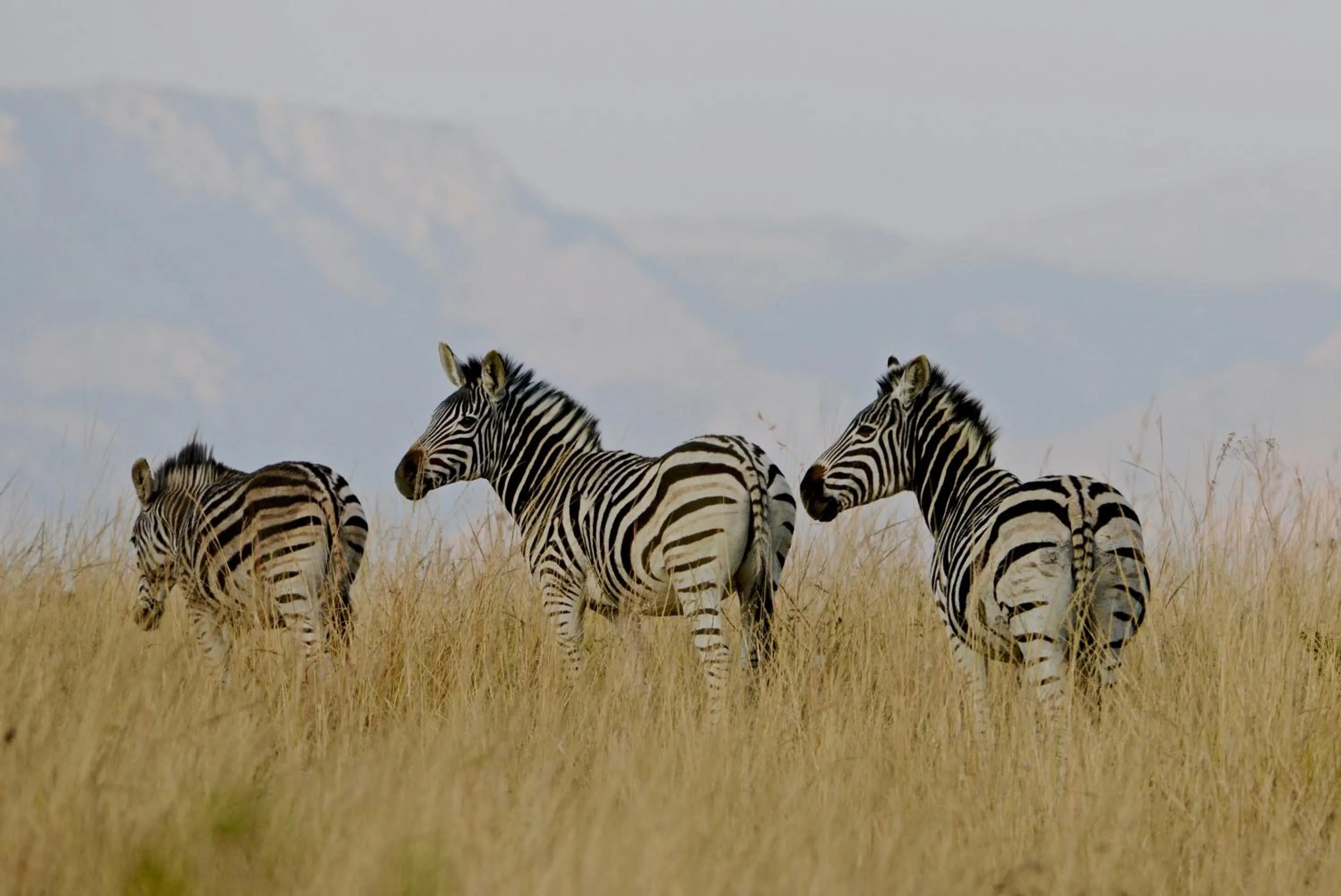 Animals in Tomjachu Bush Retreat