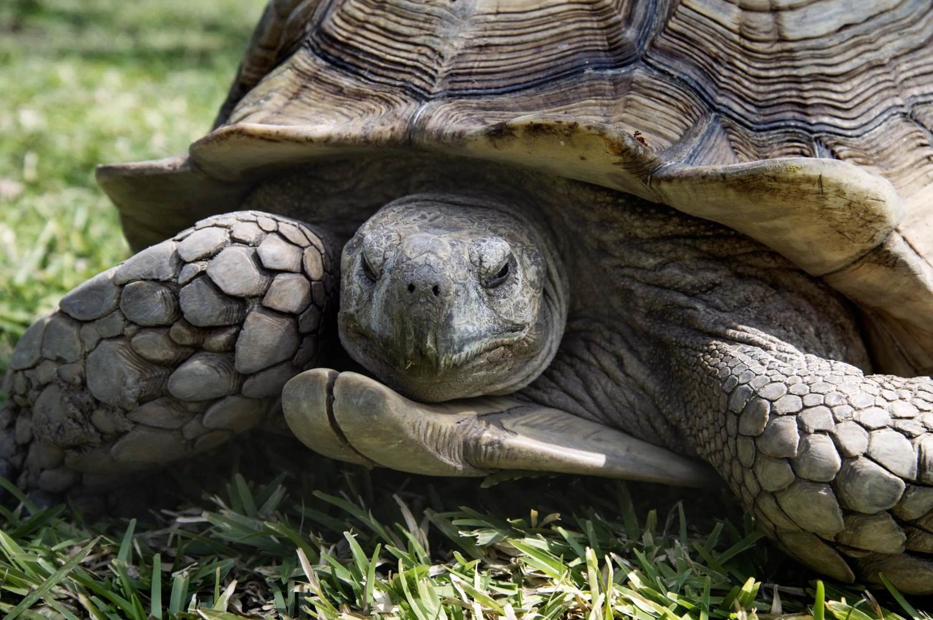 Pets in Les Palétuviers