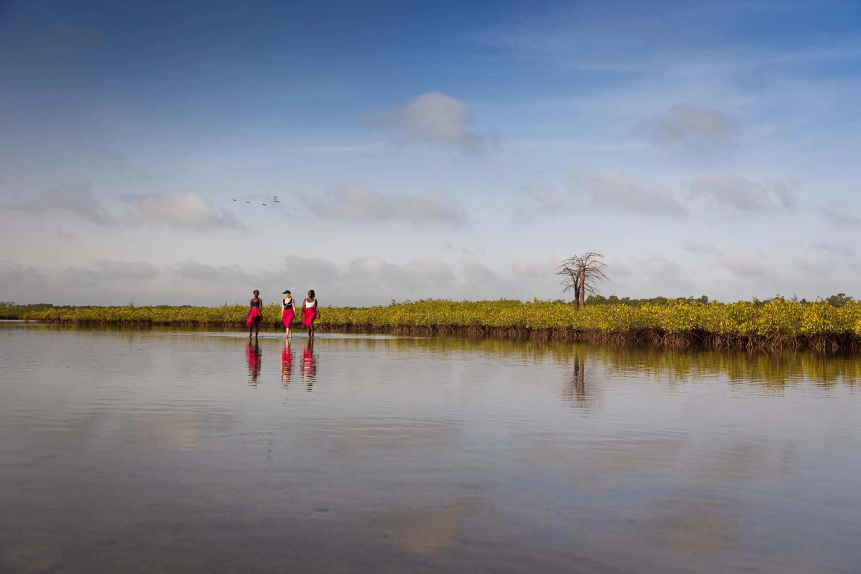 Natural landscape in Les Palétuviers