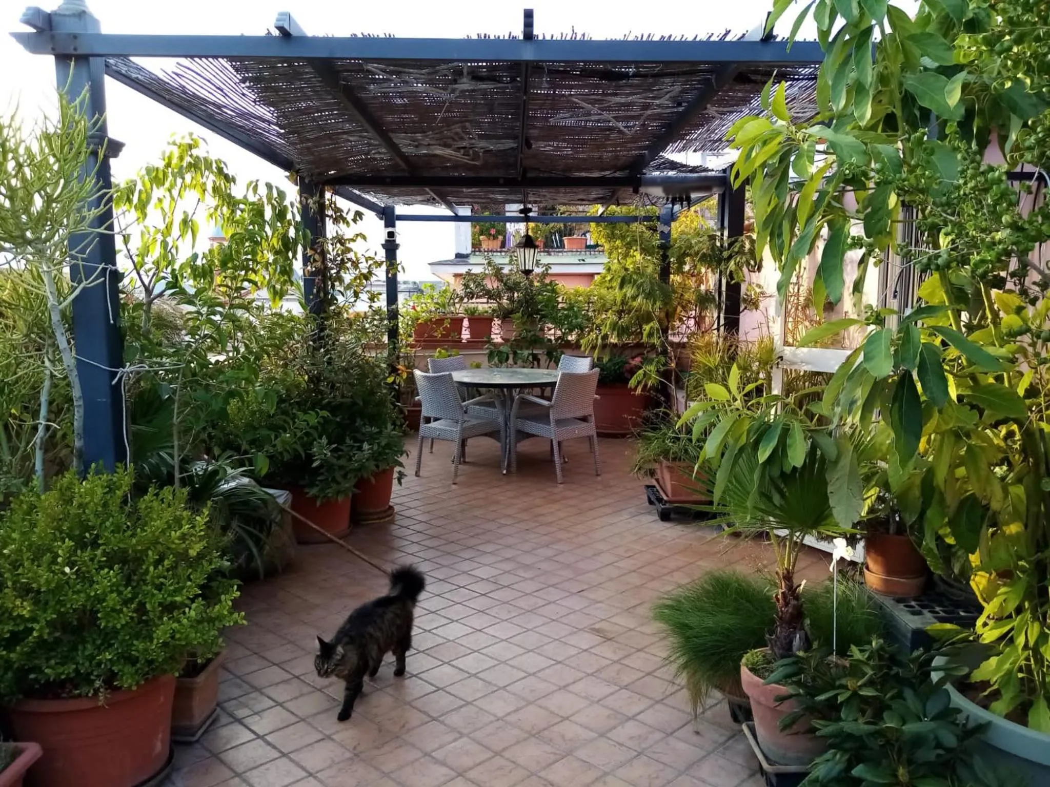 Pets in Il Nido della Quaglia b&b - Jaba mia House LT