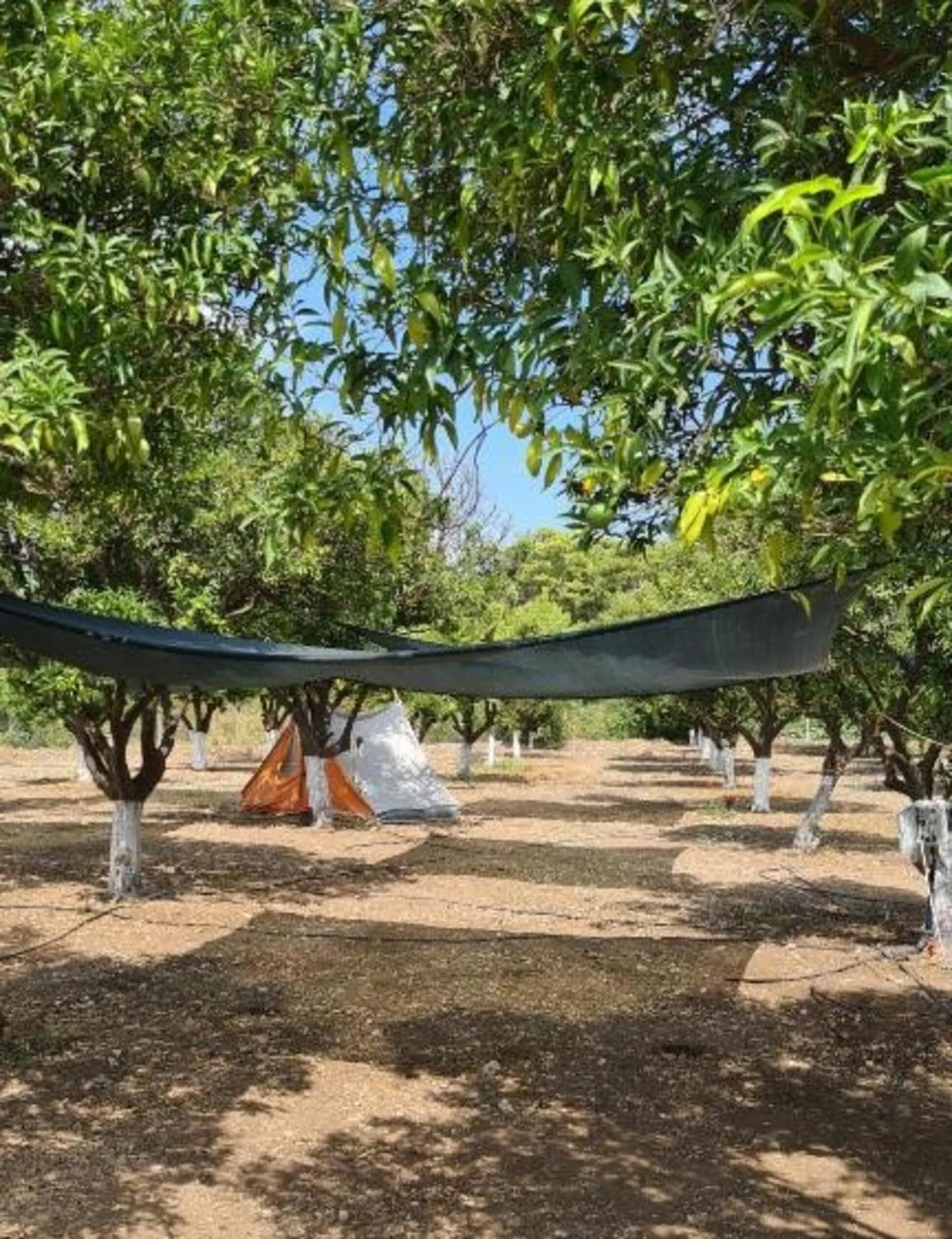Garden in ORANGE BEACH CAMP