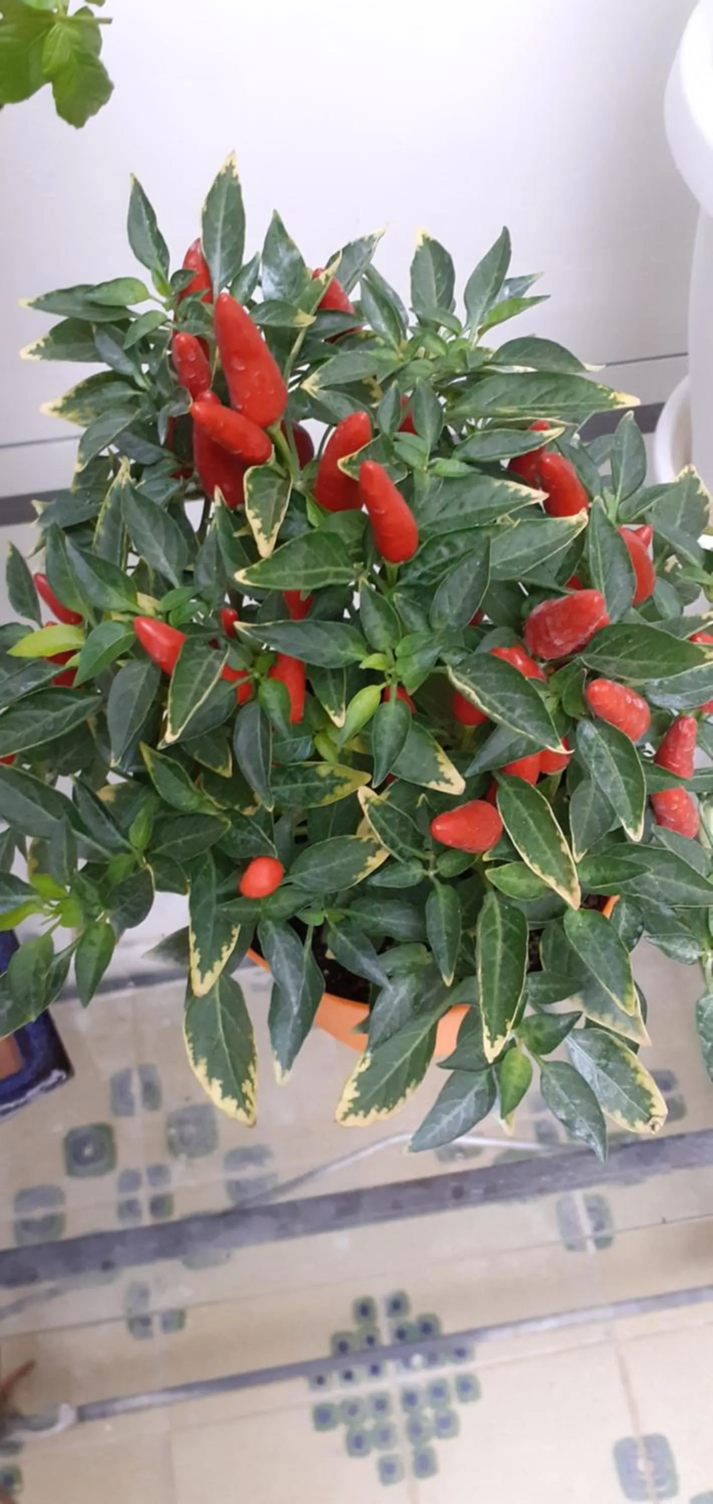 B&B Stella Scugnizza