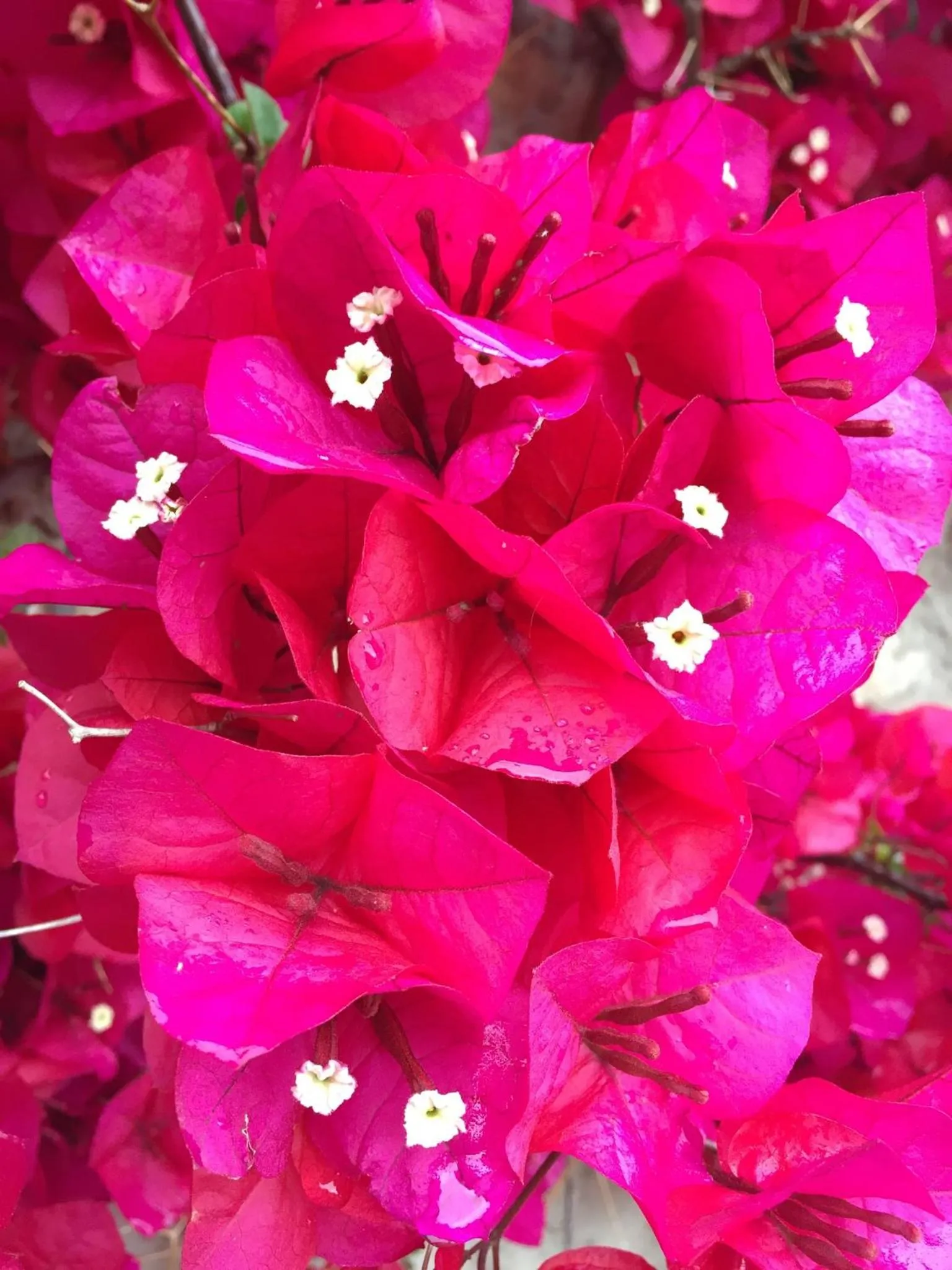 Other in Petit Hotel Alaro