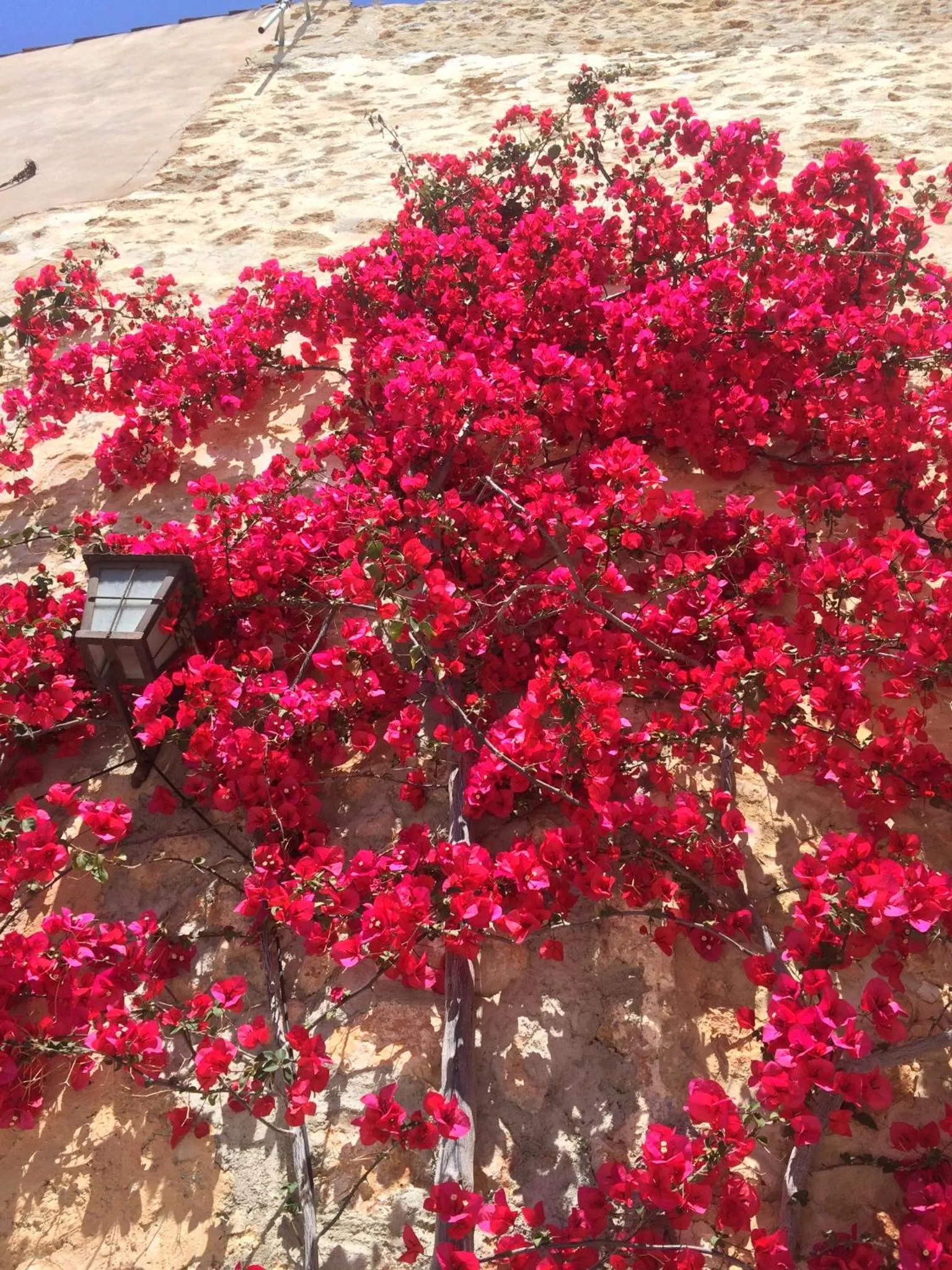 Garden in Petit Hotel Alaro