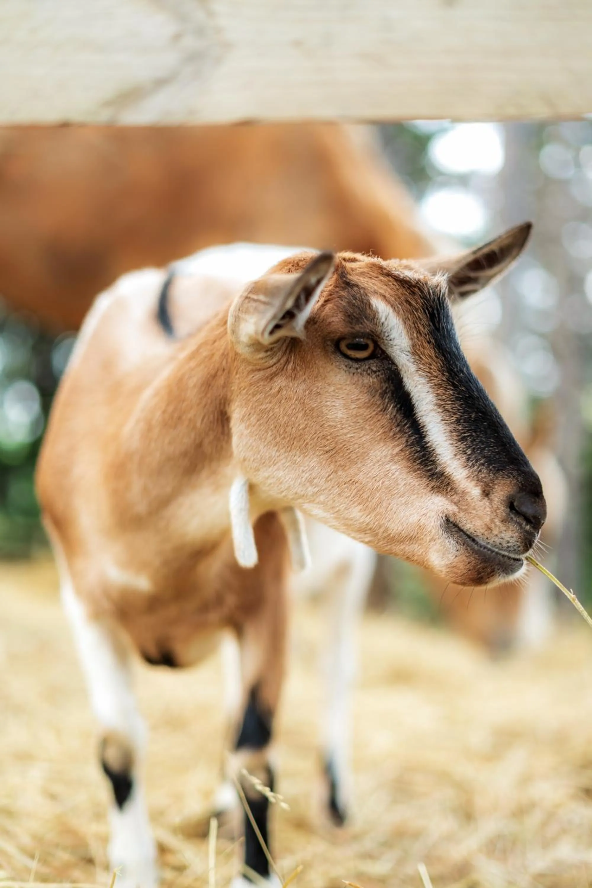 Animals in La Valle Dei Caprioli Village Bungalow Park - Freelandia Azienda Agricola