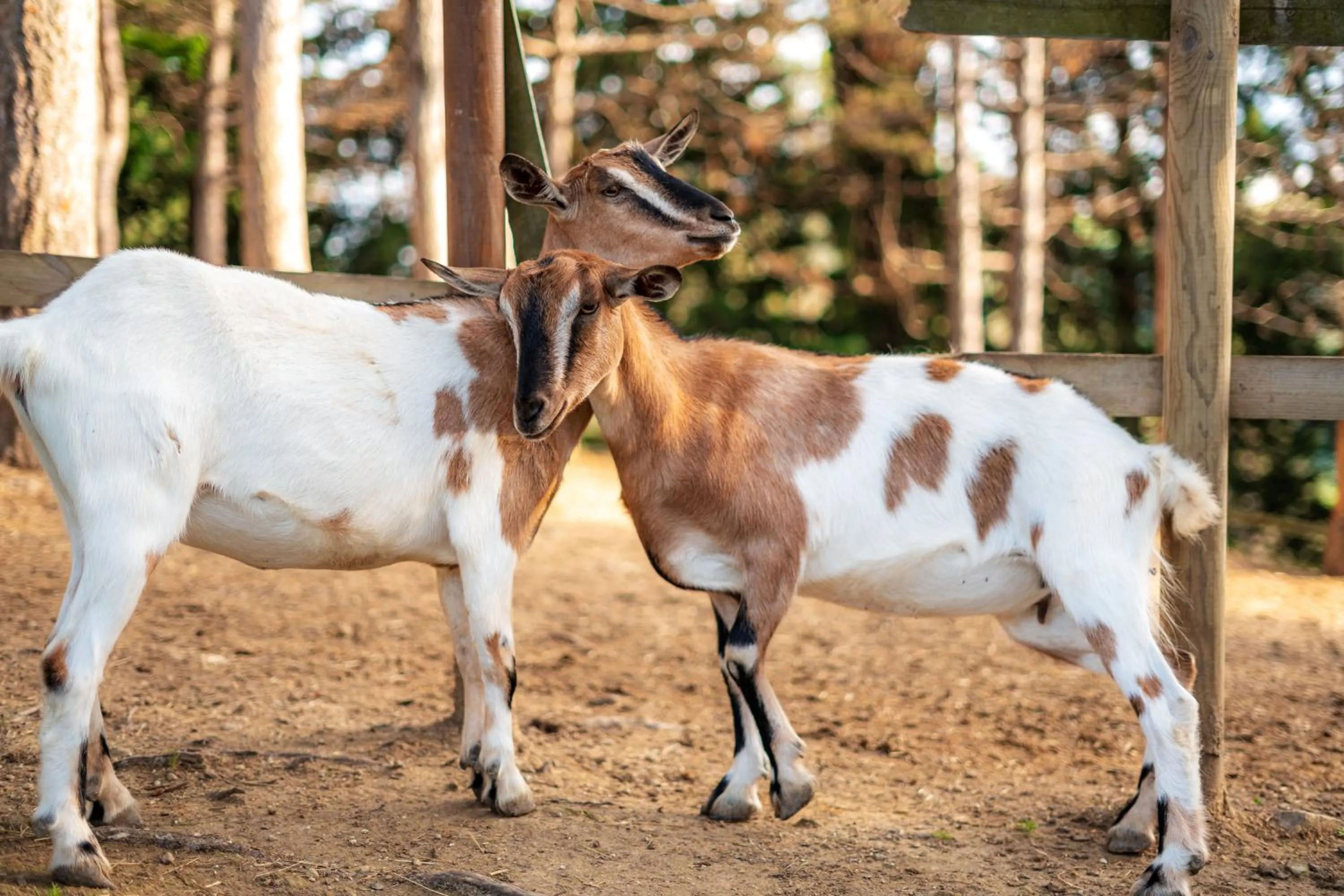 Animals in La Valle Dei Caprioli Village Bungalow Park - Freelandia Azienda Agricola