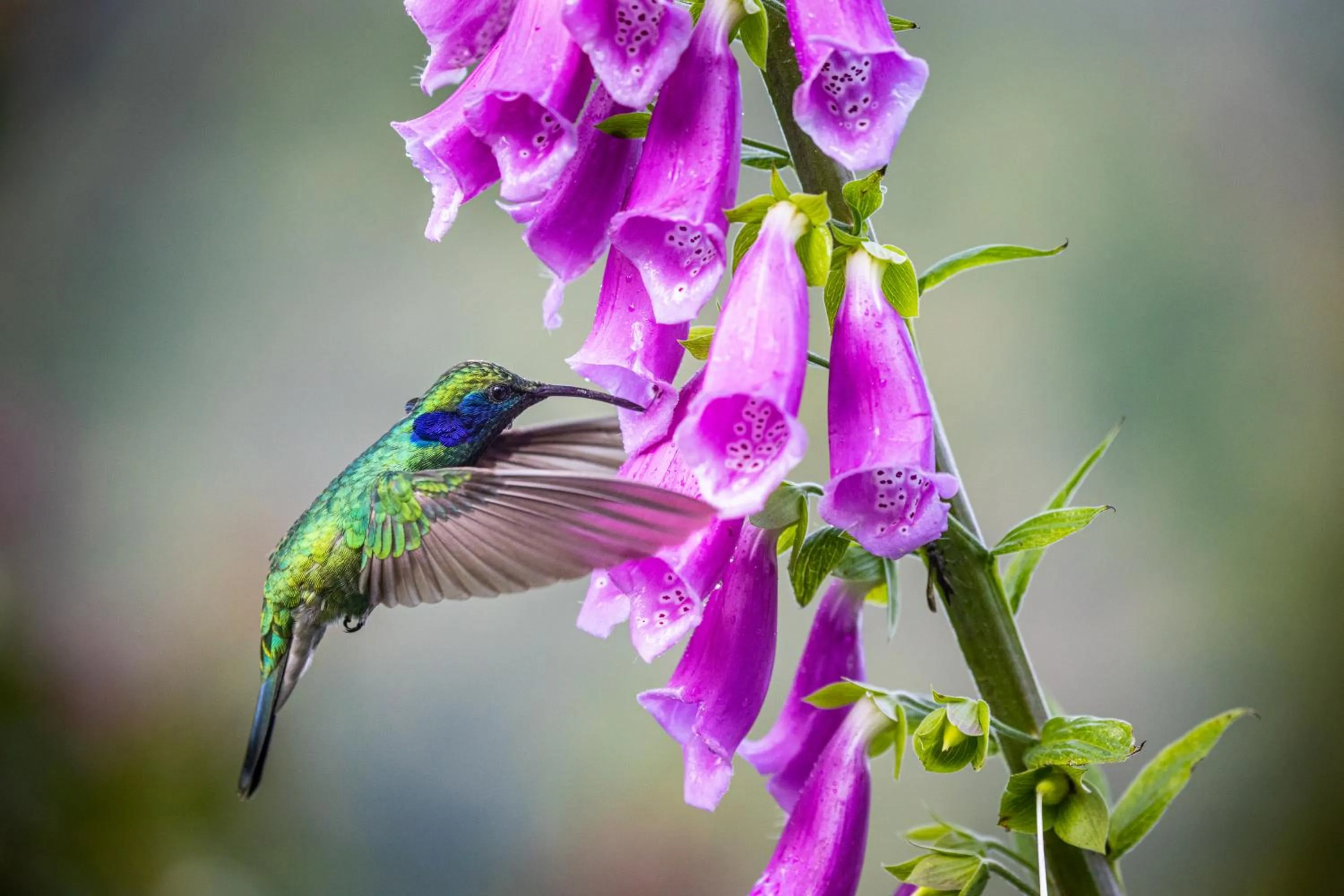 Animals in Paraíso Quetzal Lodge