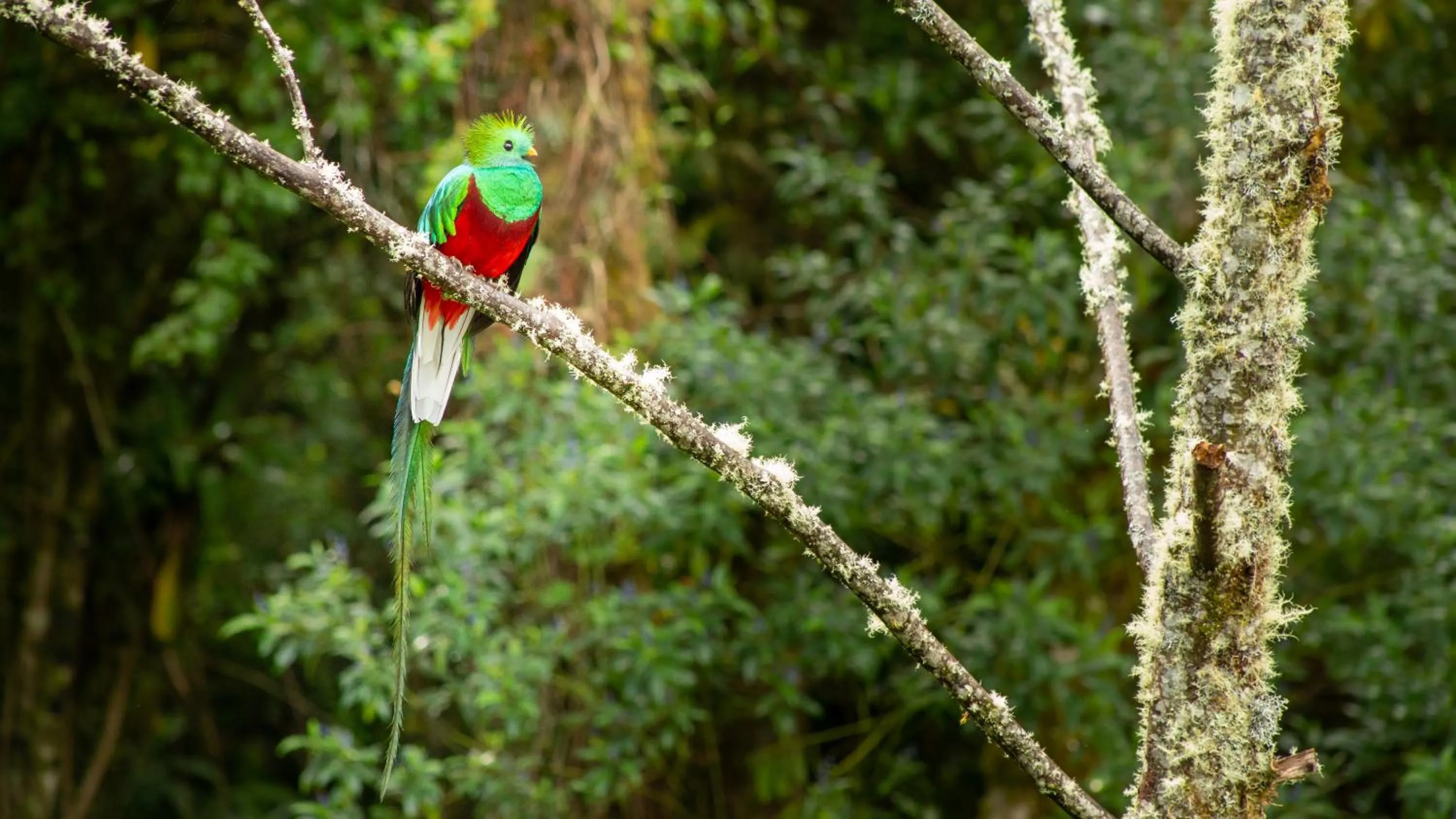 Natural landscape in Paraíso Quetzal Lodge