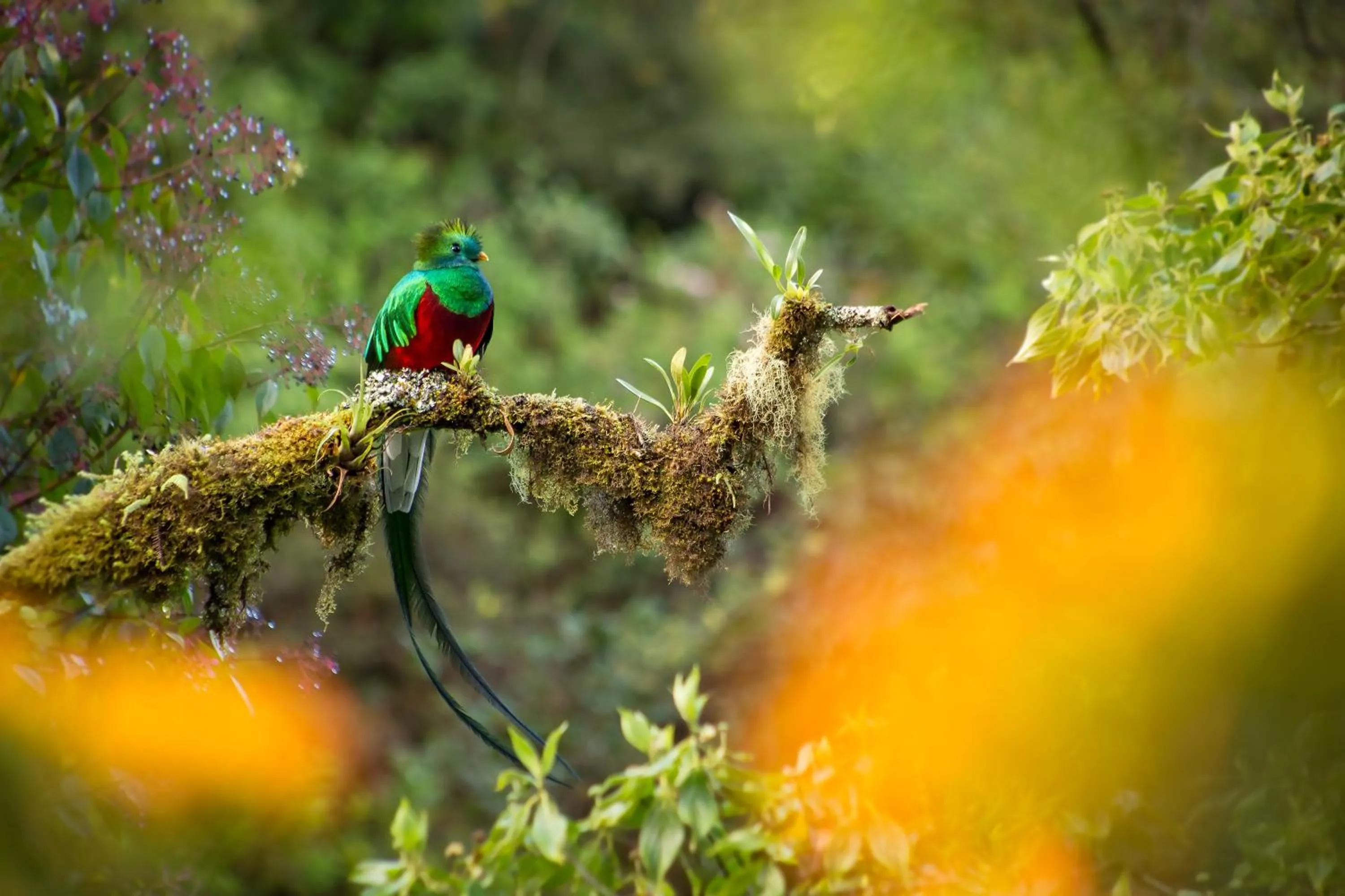 Natural landscape in Paraíso Quetzal Lodge