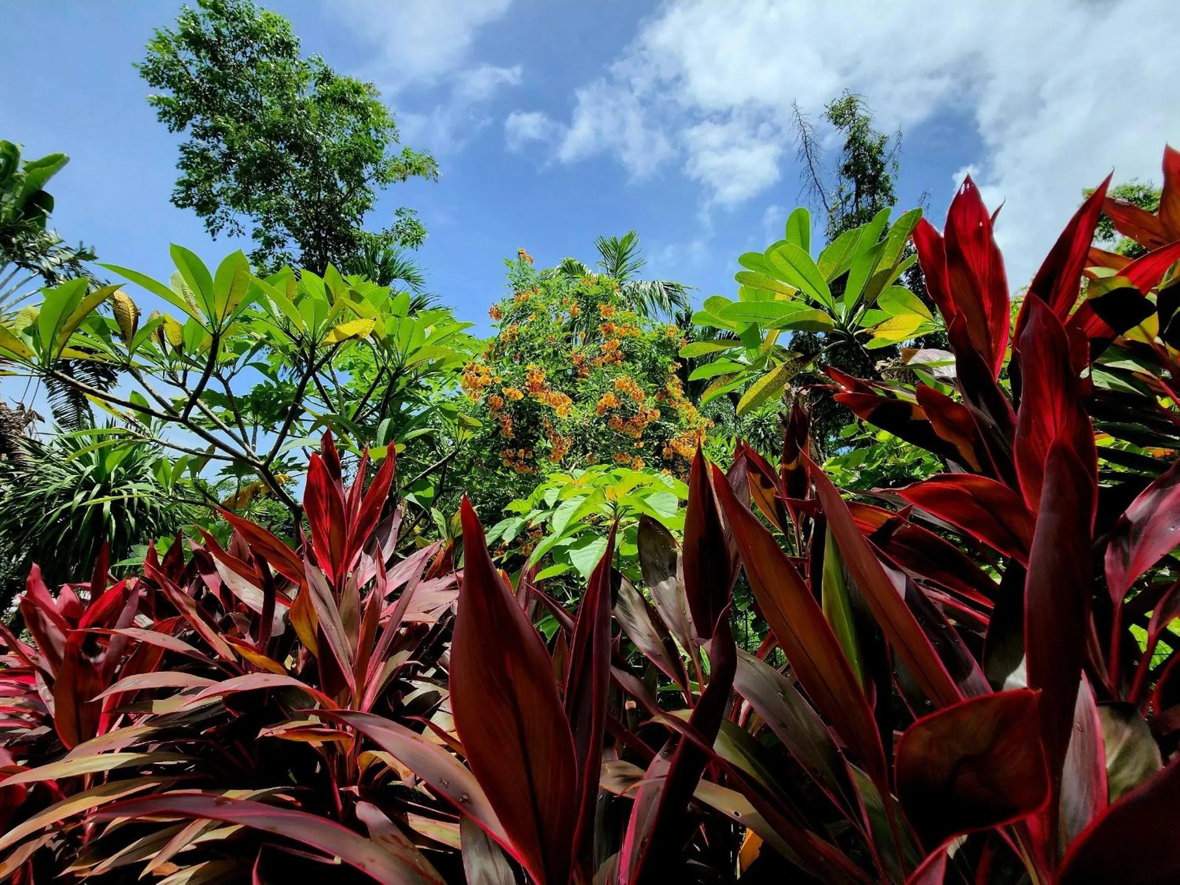 Garden in Kata Garden Resort SHA Extra Plus