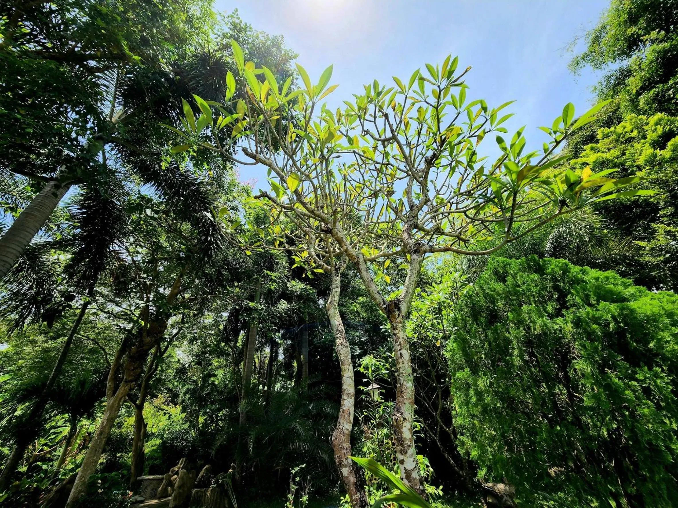 Garden view in Kata Garden Resort SHA Extra Plus