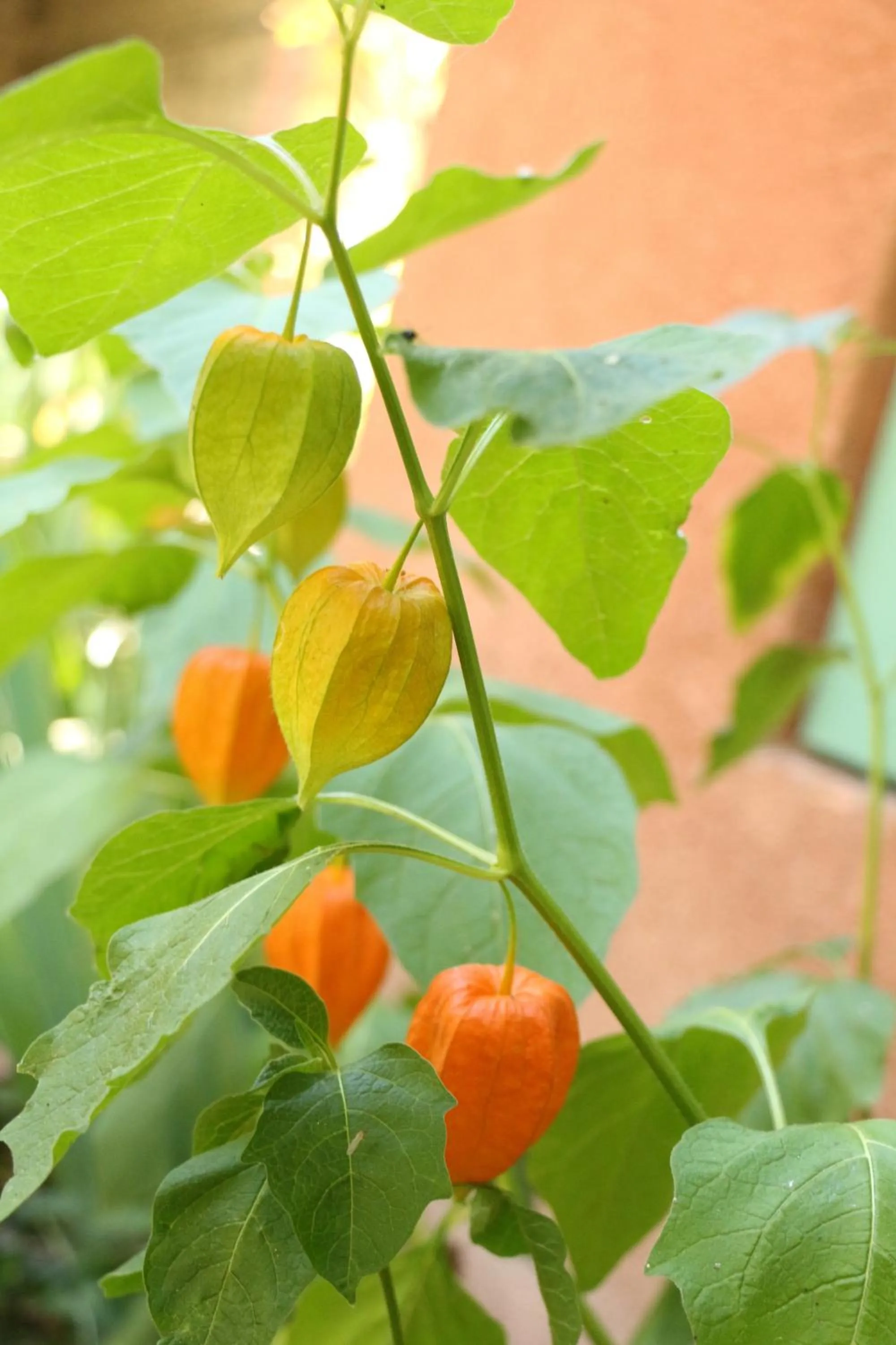 Garden in La Closerie de l'Autan