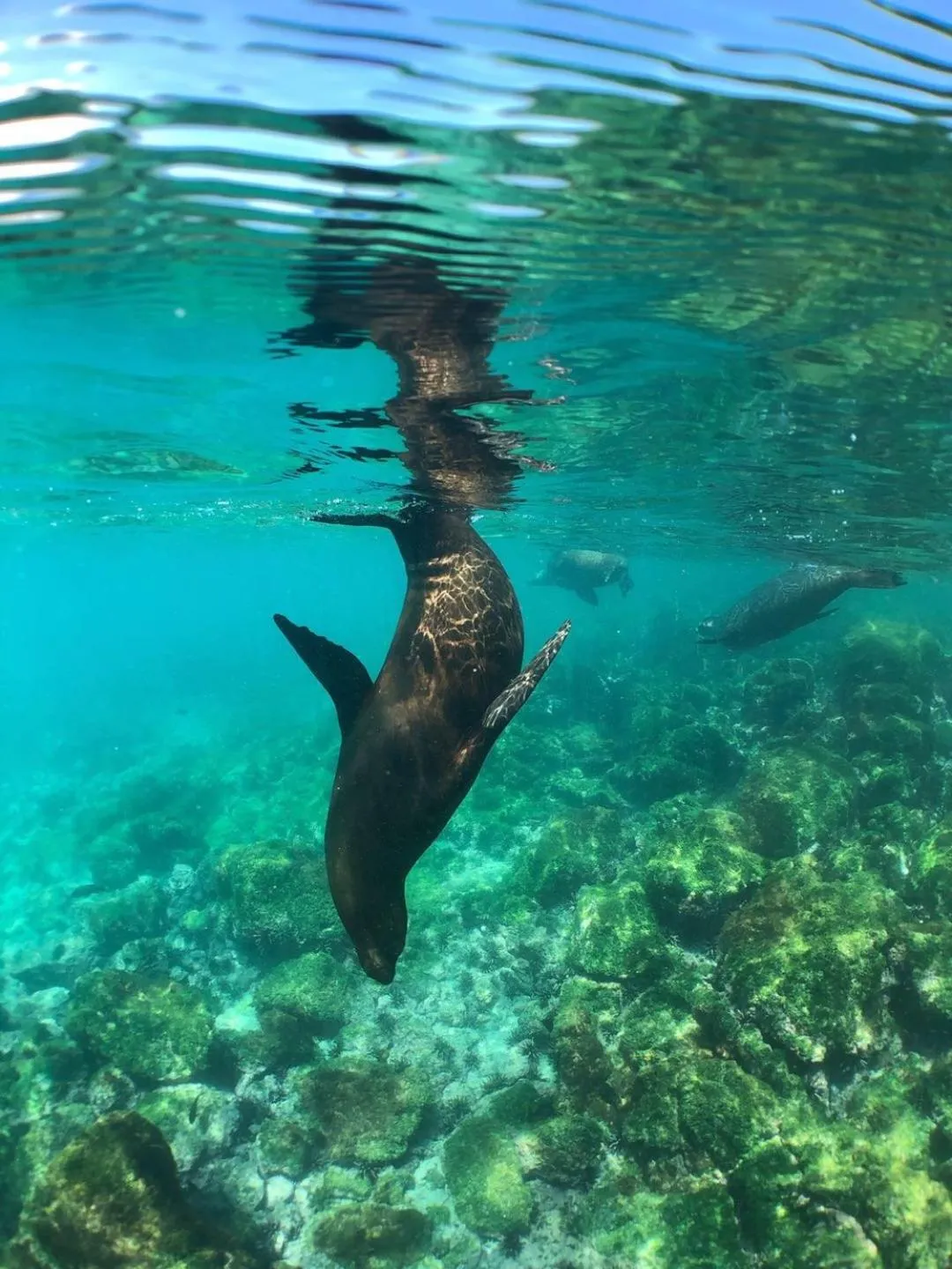Diving in Lucky Sun Patong