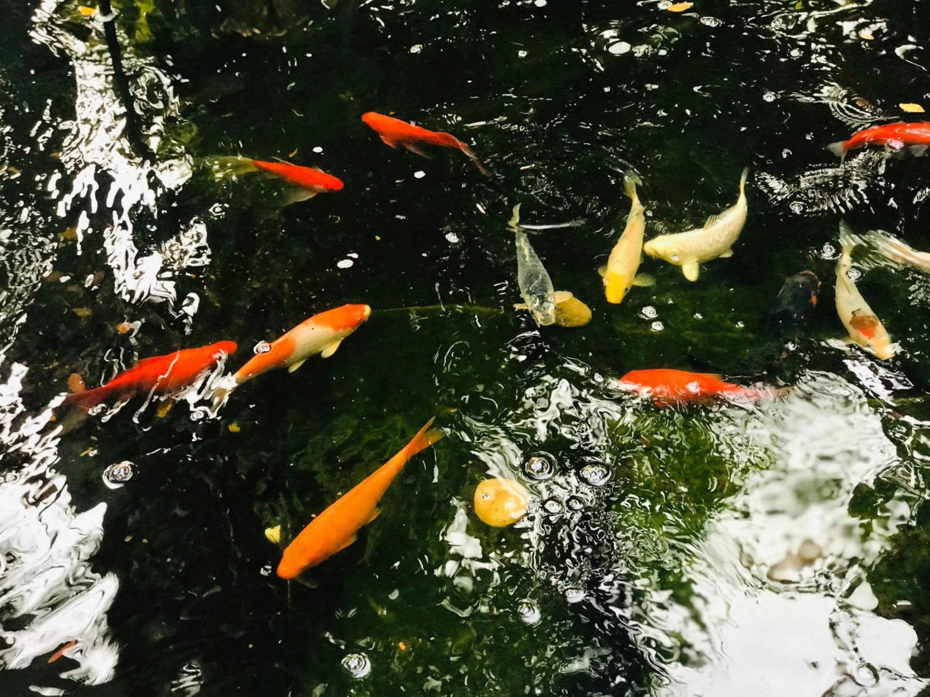 Animals in Papai Country Lodge SHA