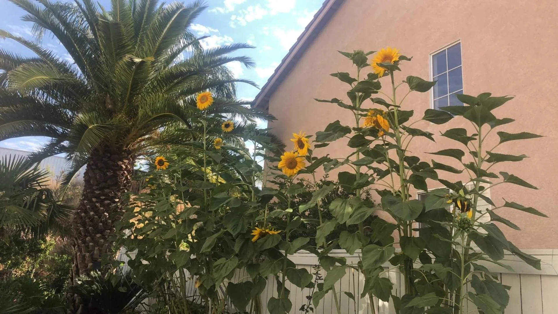 Garden in Balloons and Wine