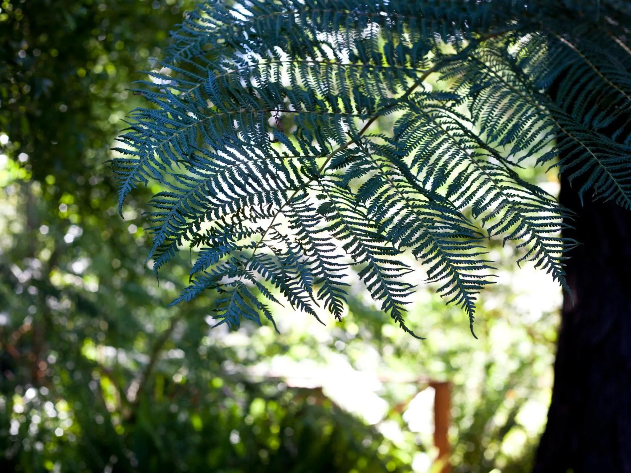 Garden in Andelomi Forest Lodge
