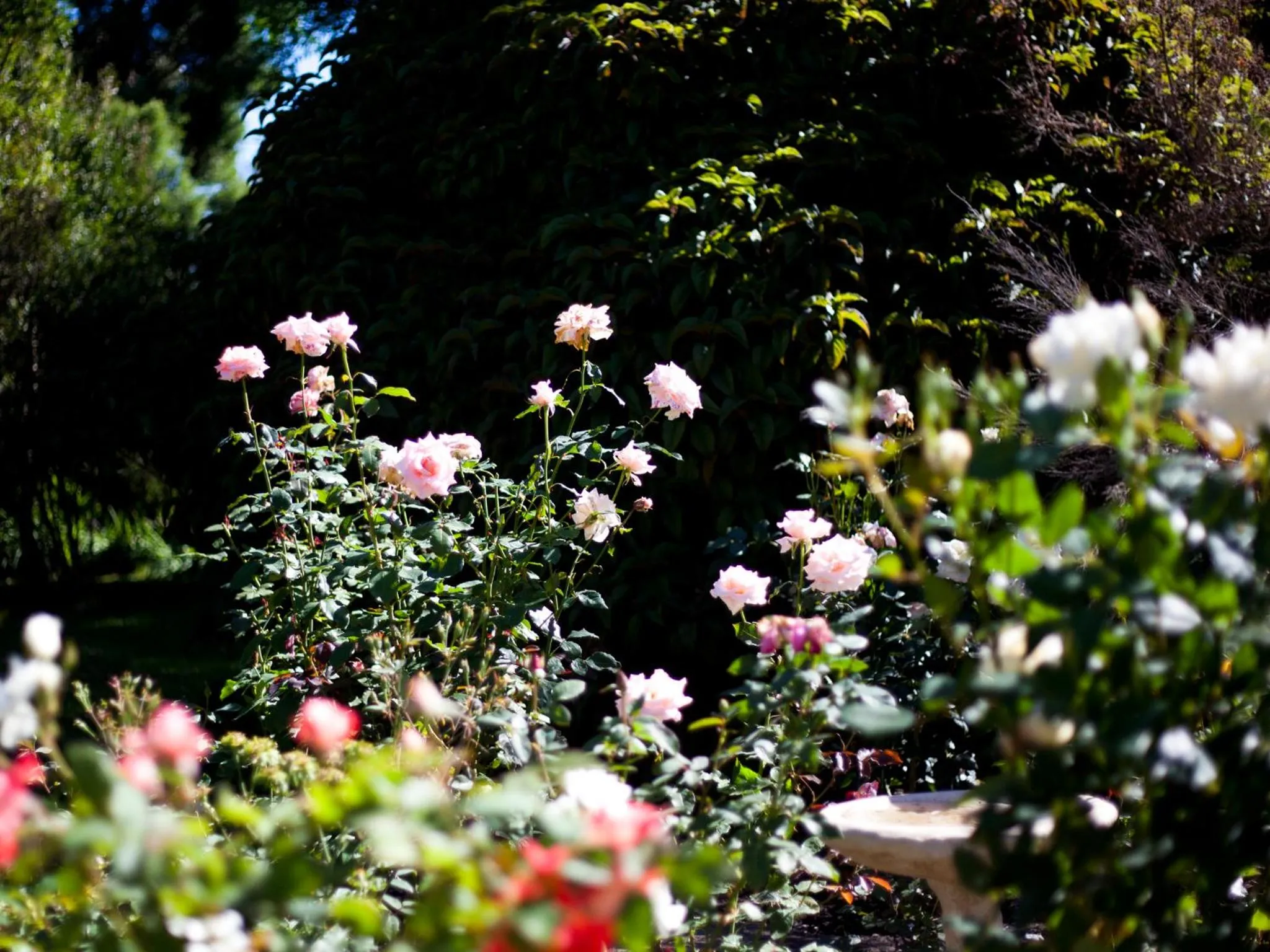 Garden in Andelomi Forest Lodge