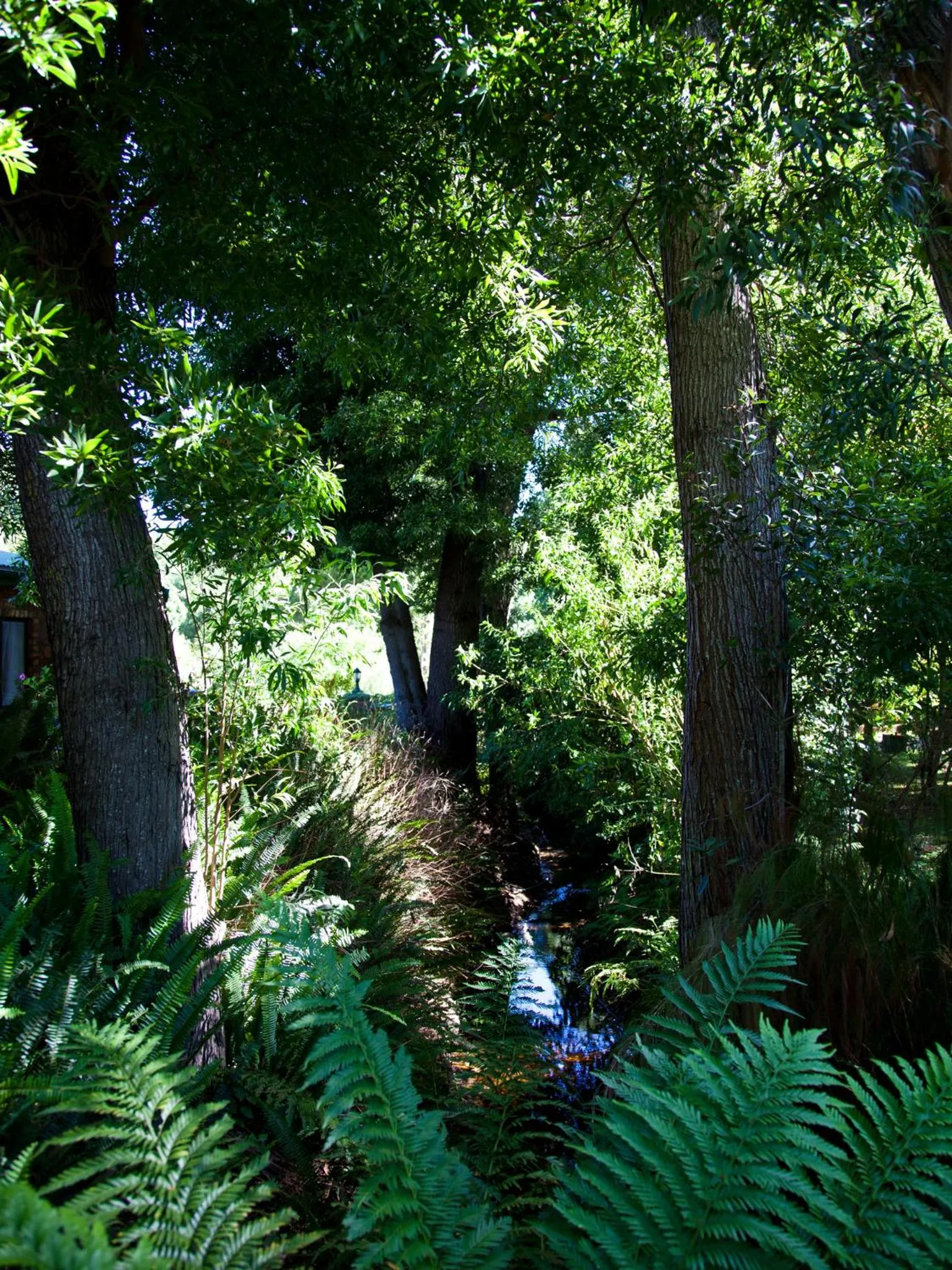 Garden in Andelomi Forest Lodge