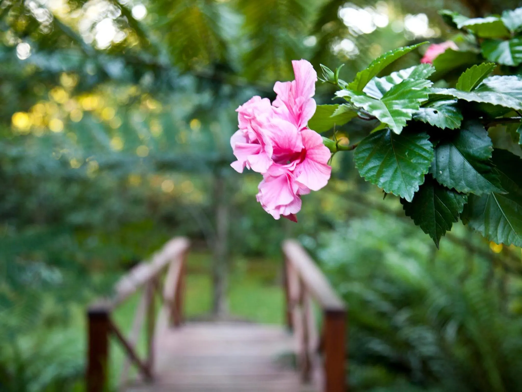 Garden in Andelomi Forest Lodge
