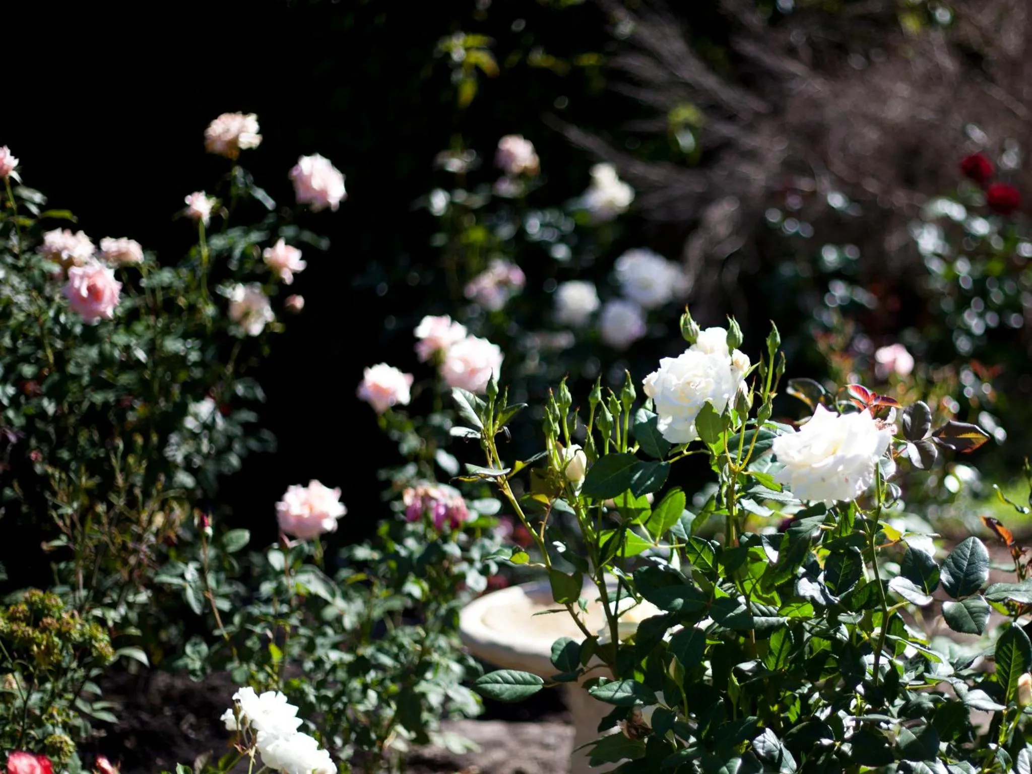 Garden in Andelomi Forest Lodge