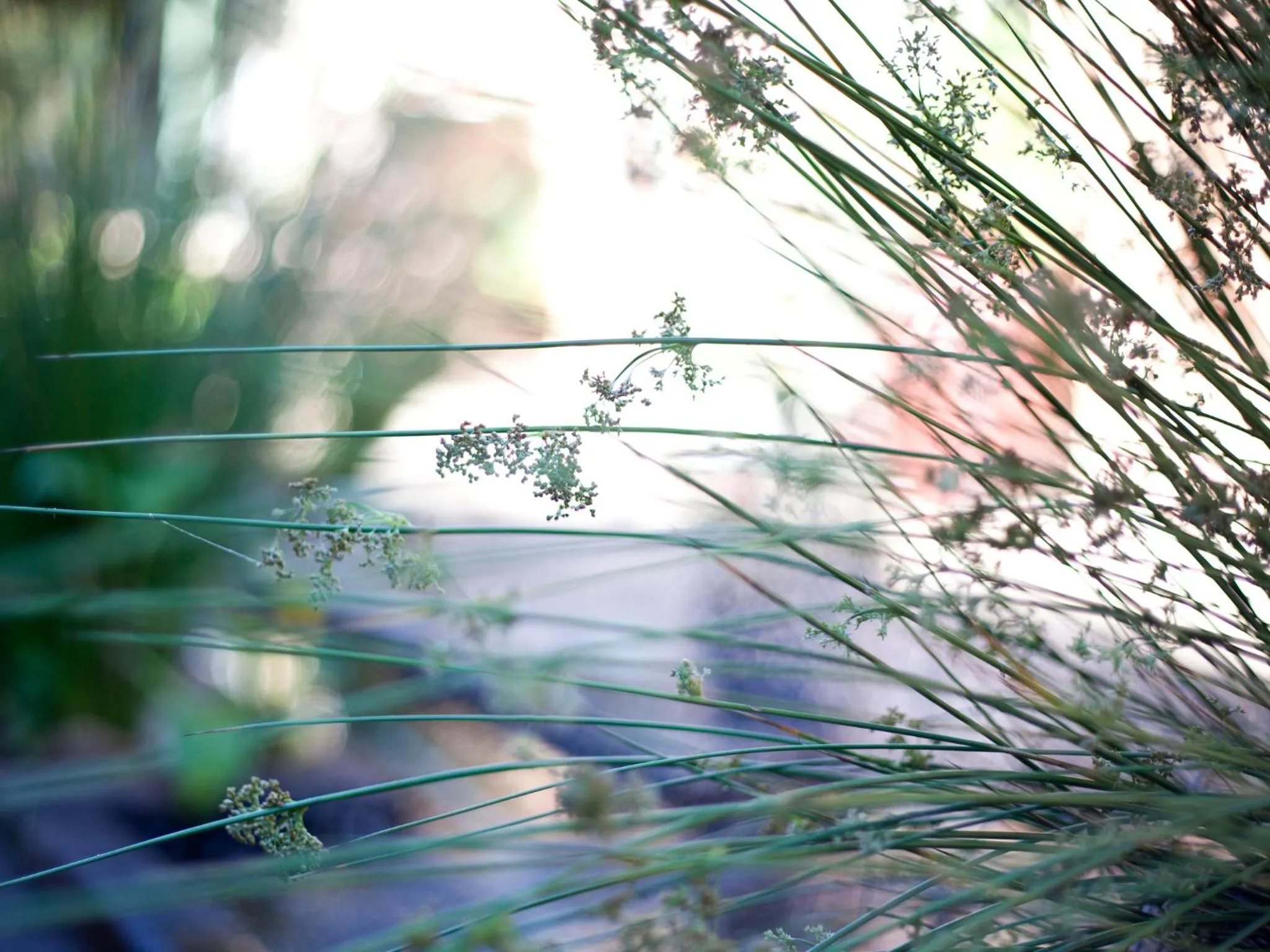 Garden in Andelomi Forest Lodge