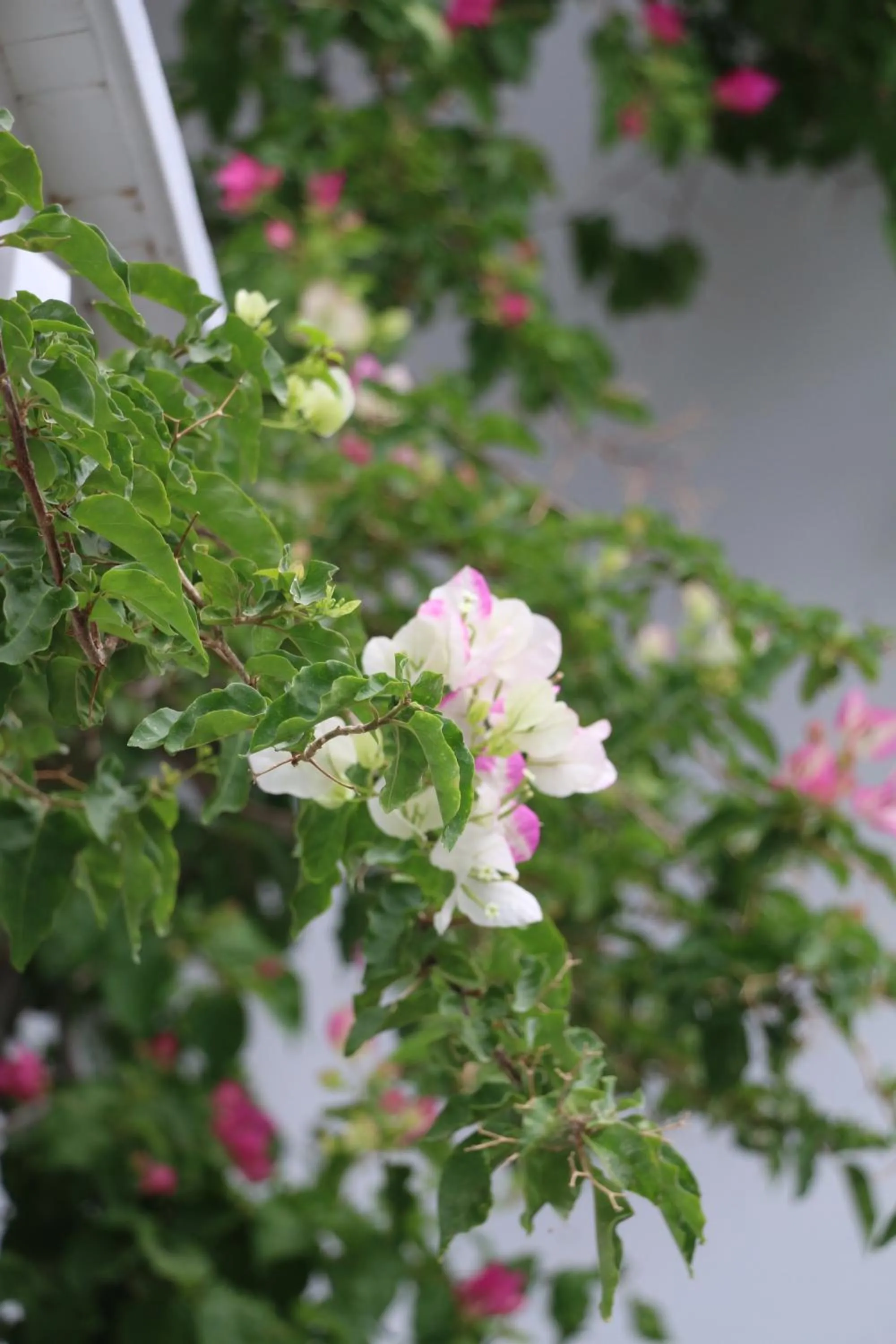 SPIROS & HIROKO Hotel - ADULTS ONLY