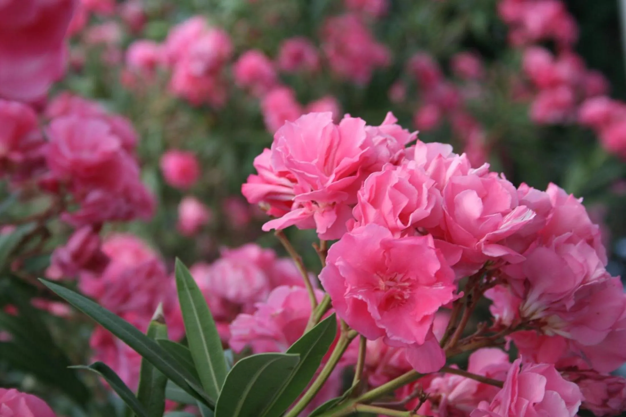 SPIROS & HIROKO Hotel - ADULTS ONLY