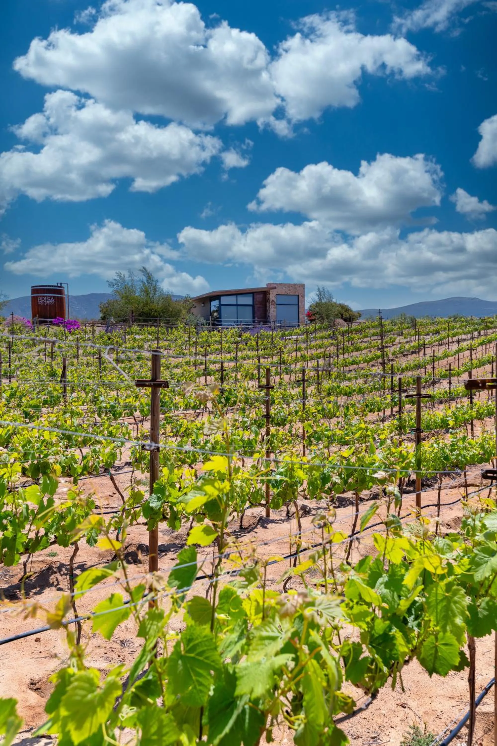 View (from property/room) in Brisa Del Valle Hotel Boutique
