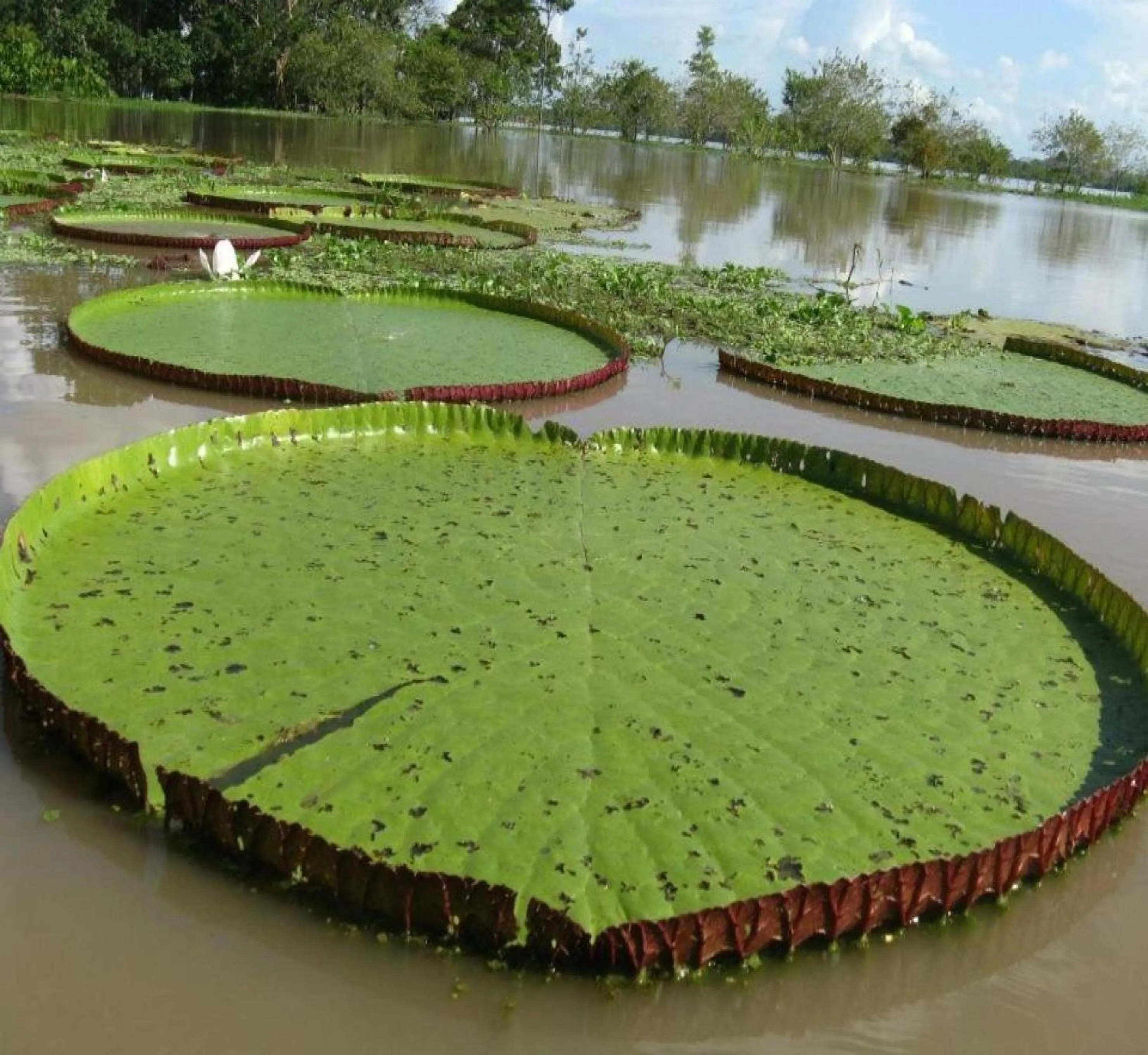 Day in Cabaña Flotante Kurupira