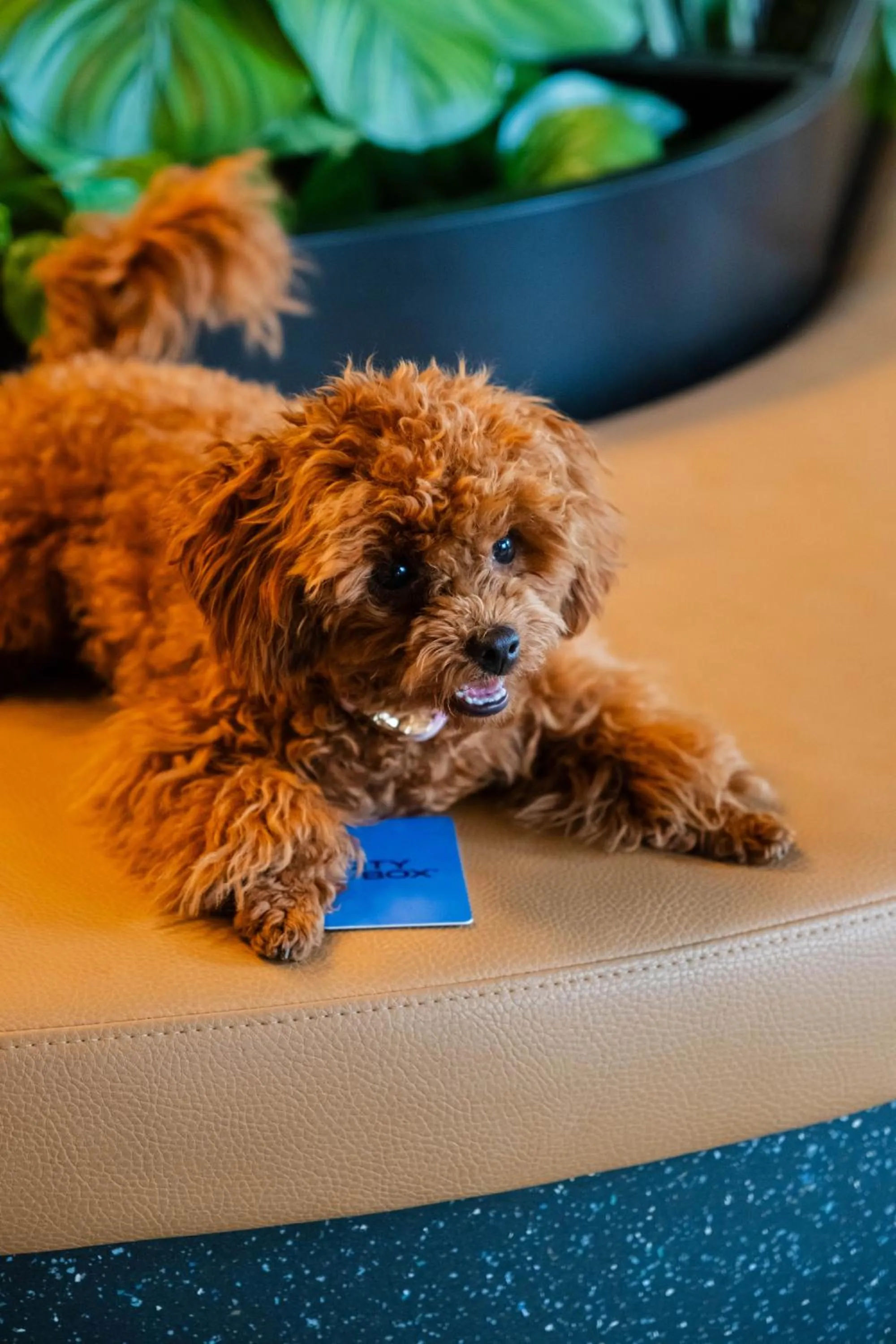 Pets in Citybox Antwerp City Center