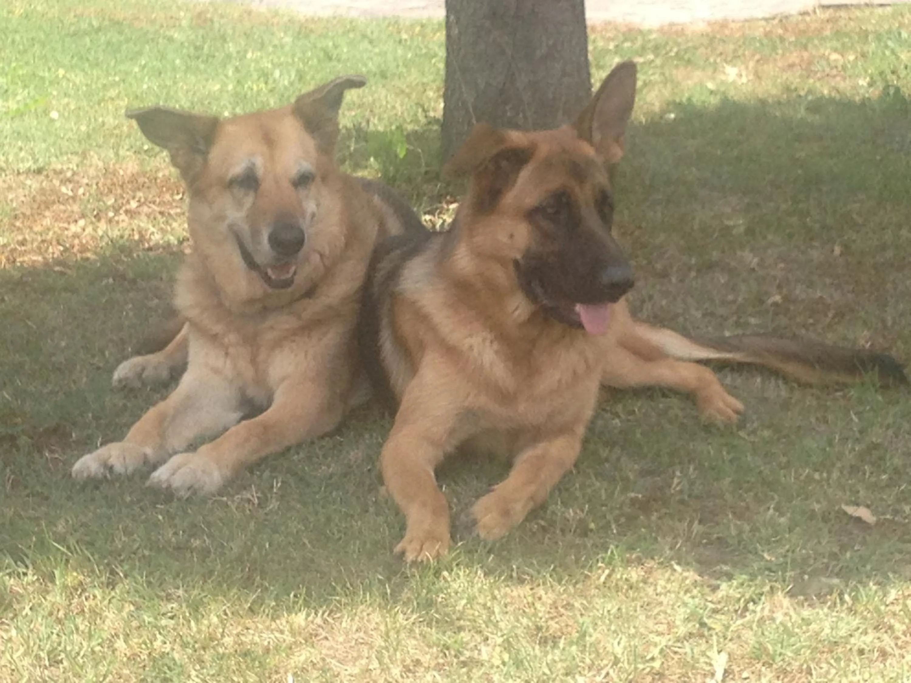 Pets in Podere Il Mulino