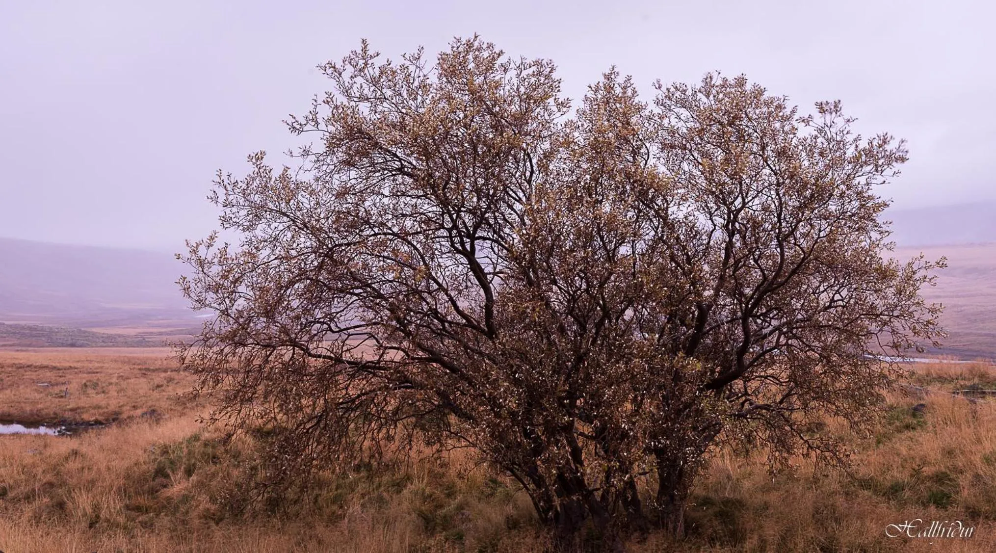 Natural landscape in Basalt Hotel